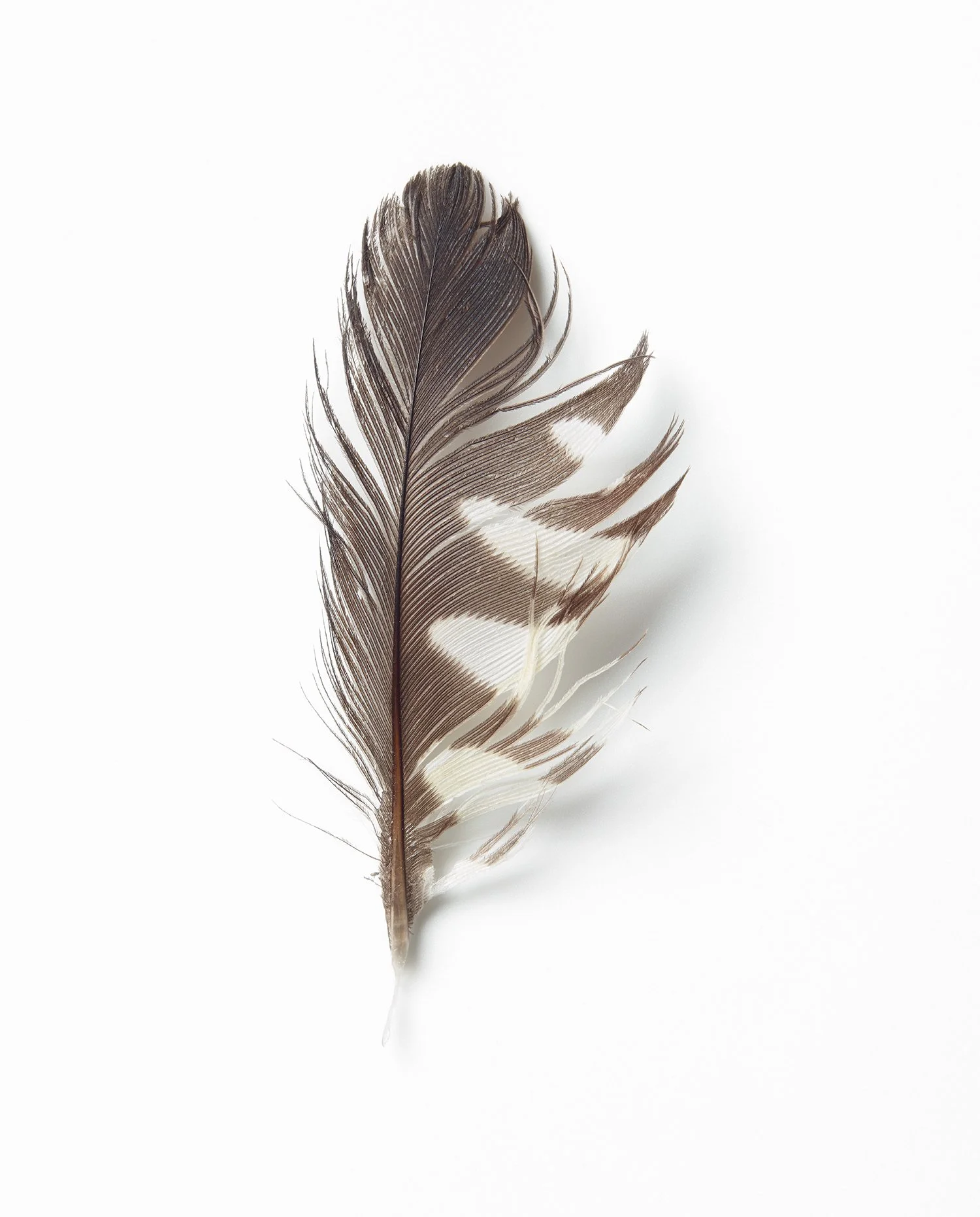 other side feather