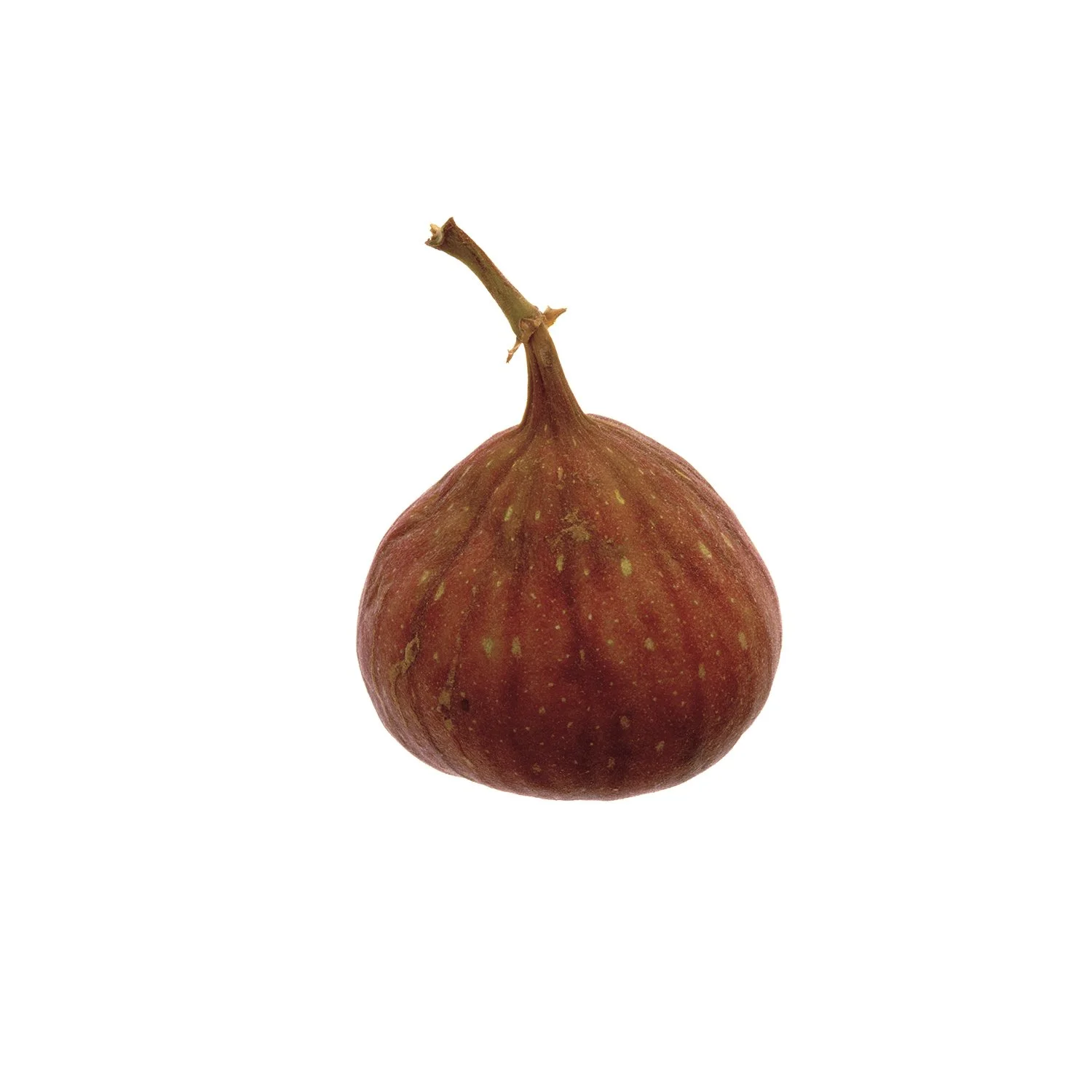 fig1_domlee.jpg