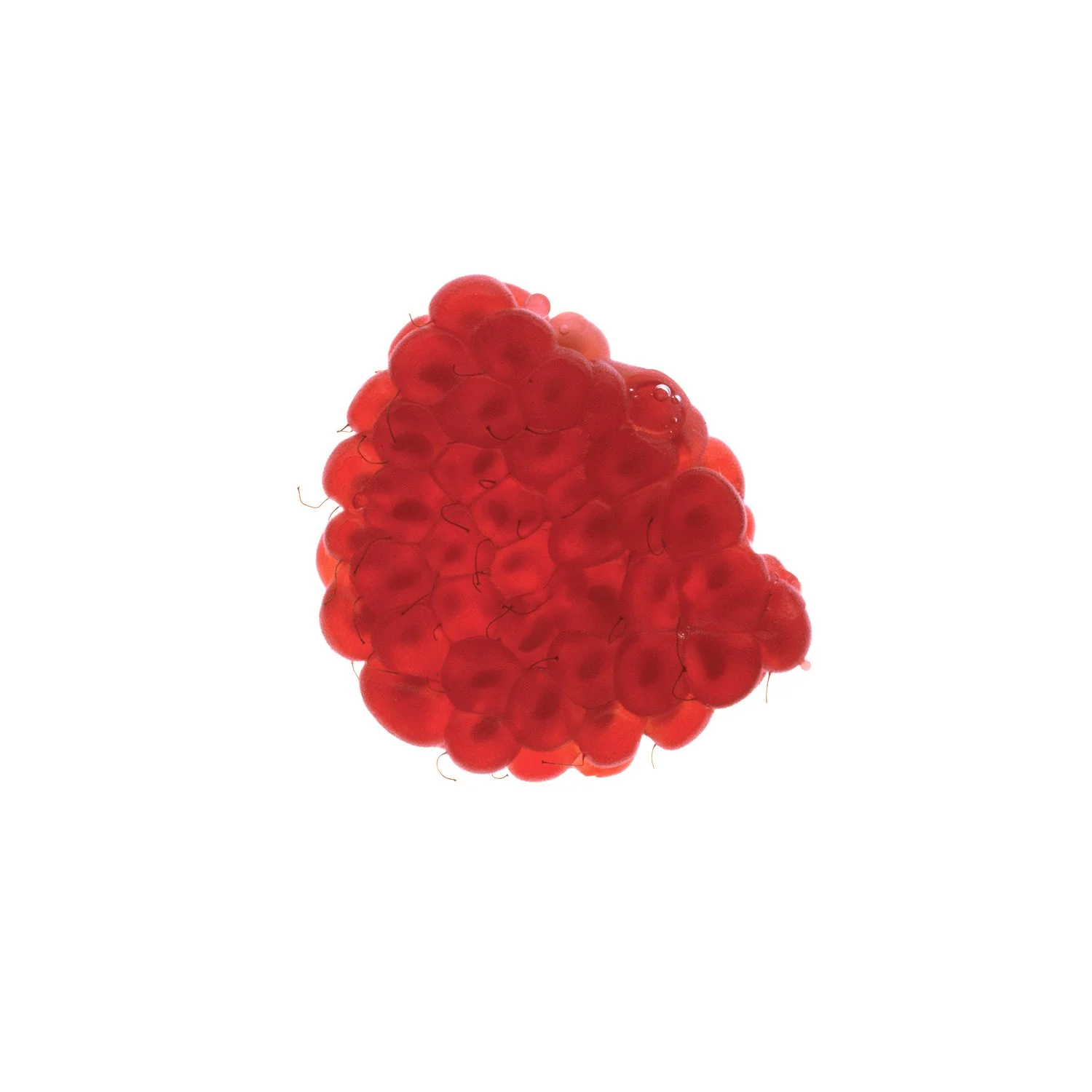 Rassberry2_domlee.jpg