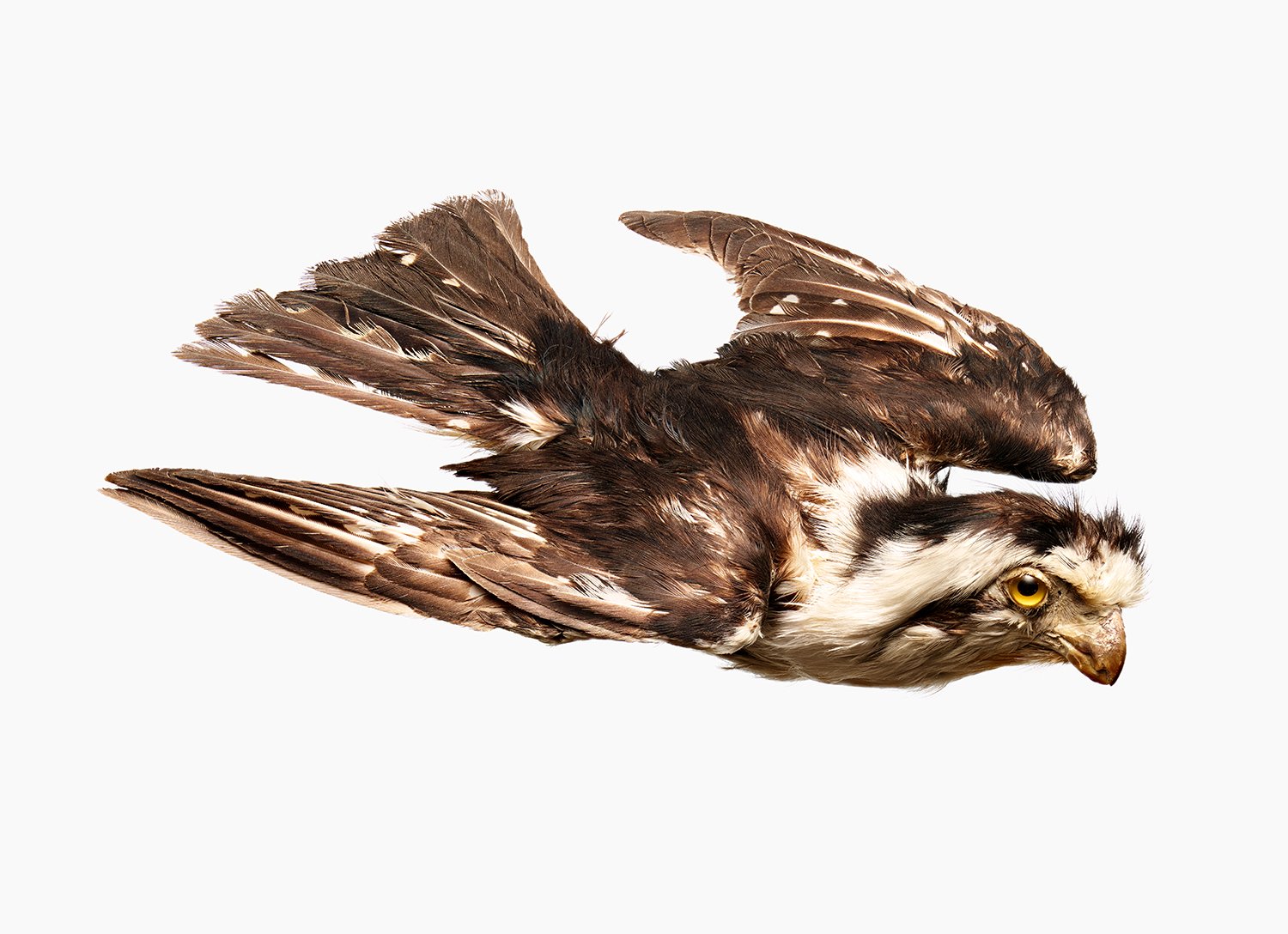 Bird With Hangover