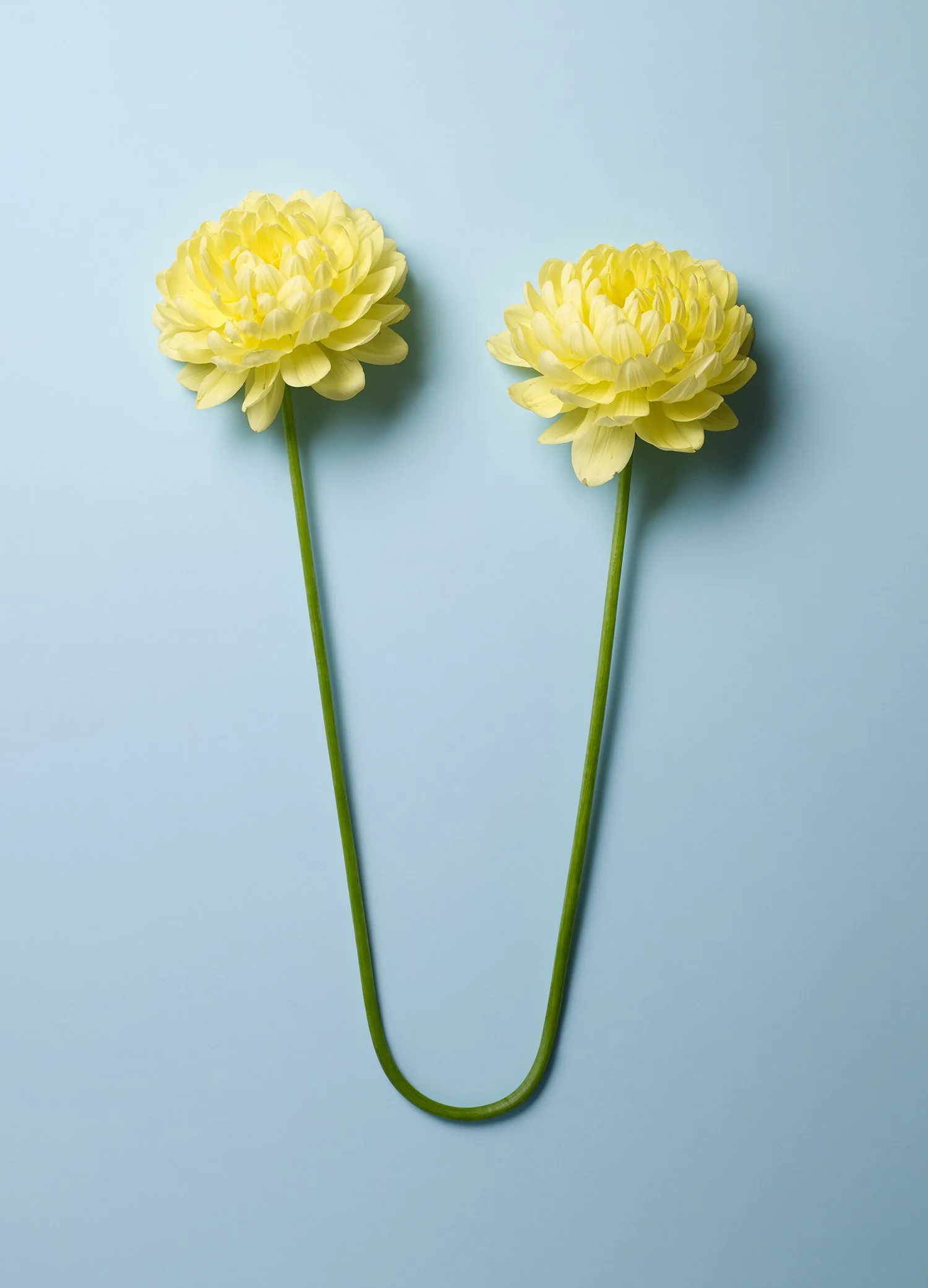 Double Flower