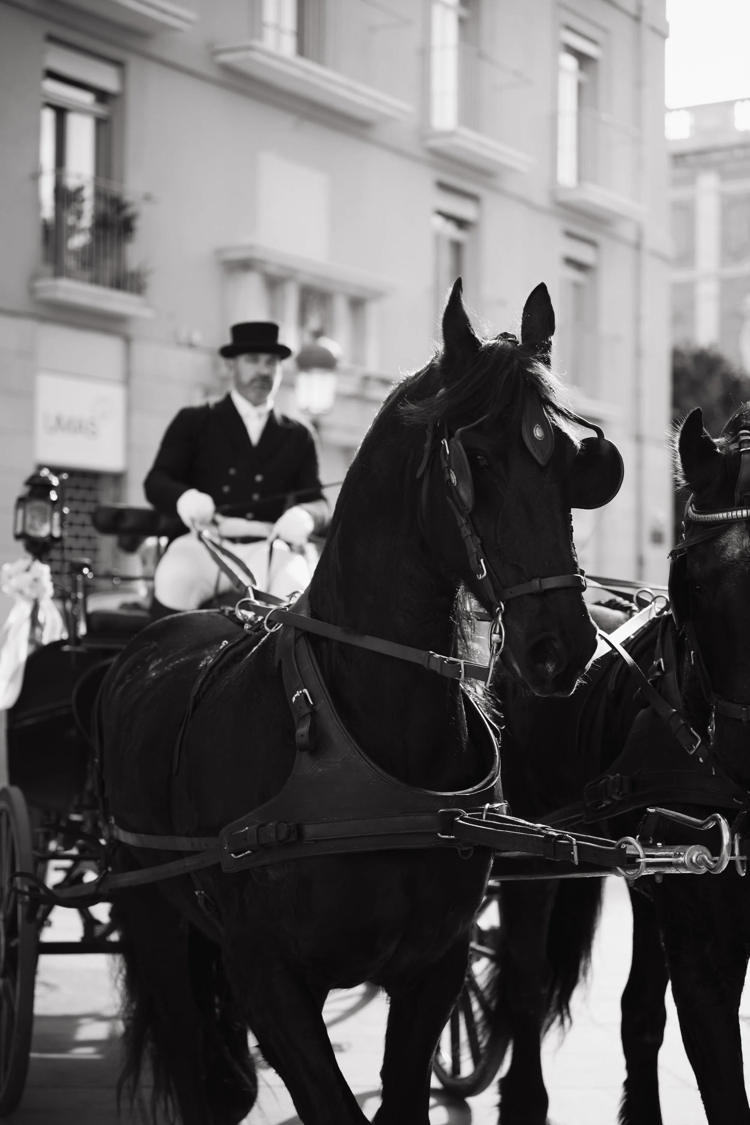 Caballos en carruajes con un cochero vestido con ropa antigua en una calle urbana, en blanco y negro.