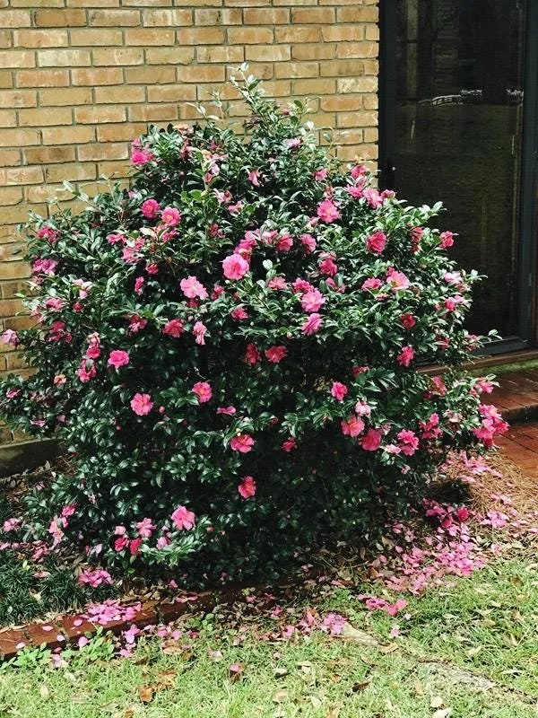 https://i.etsystatic.com/60071290/r/il/af3a7b/8461125117/il_fullxfull.8461125117_mnel.jpg