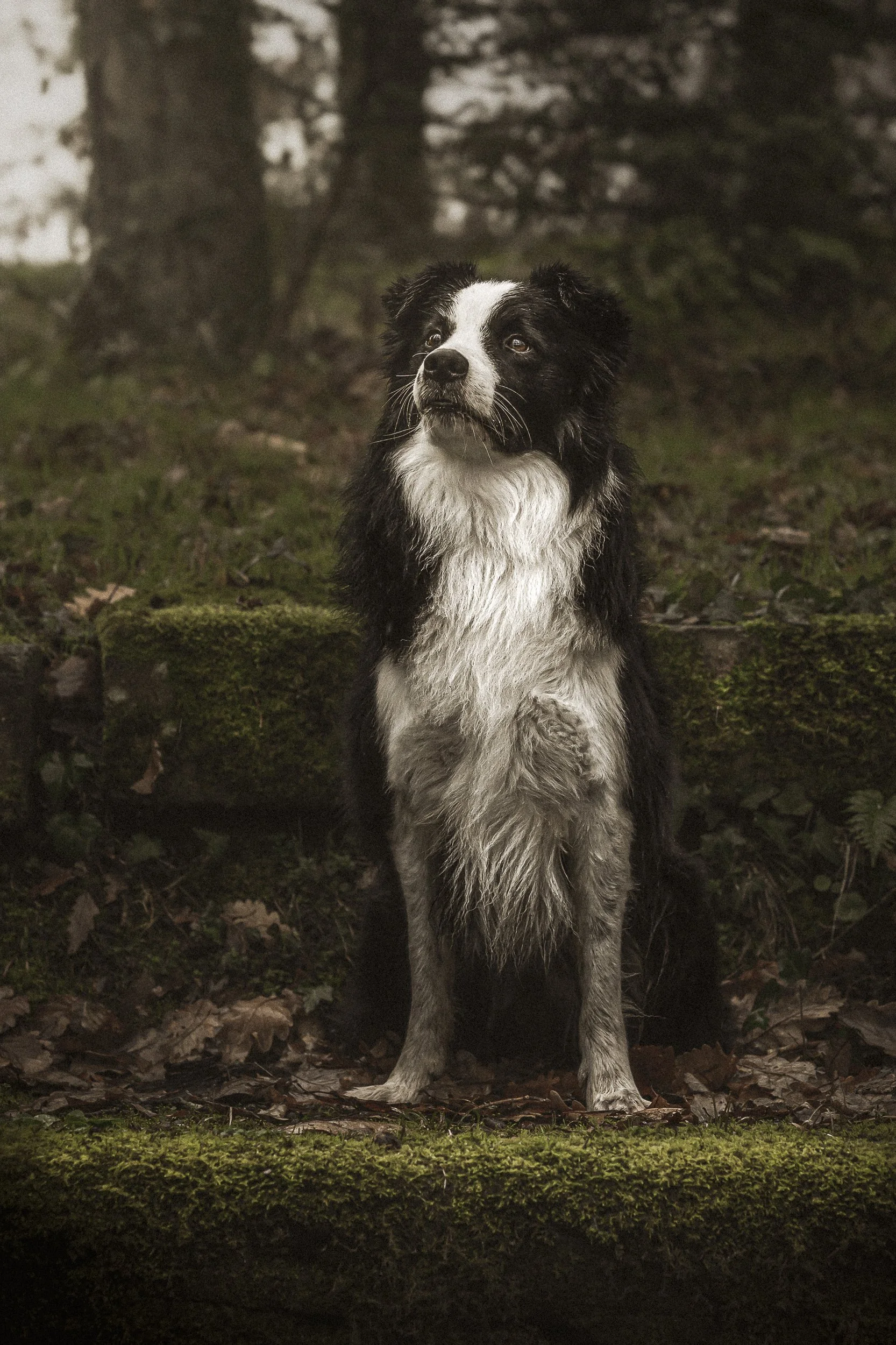 Un chien noir et blanc assis dans une forêt sombre avec des arbres et des feuilles au sol.
