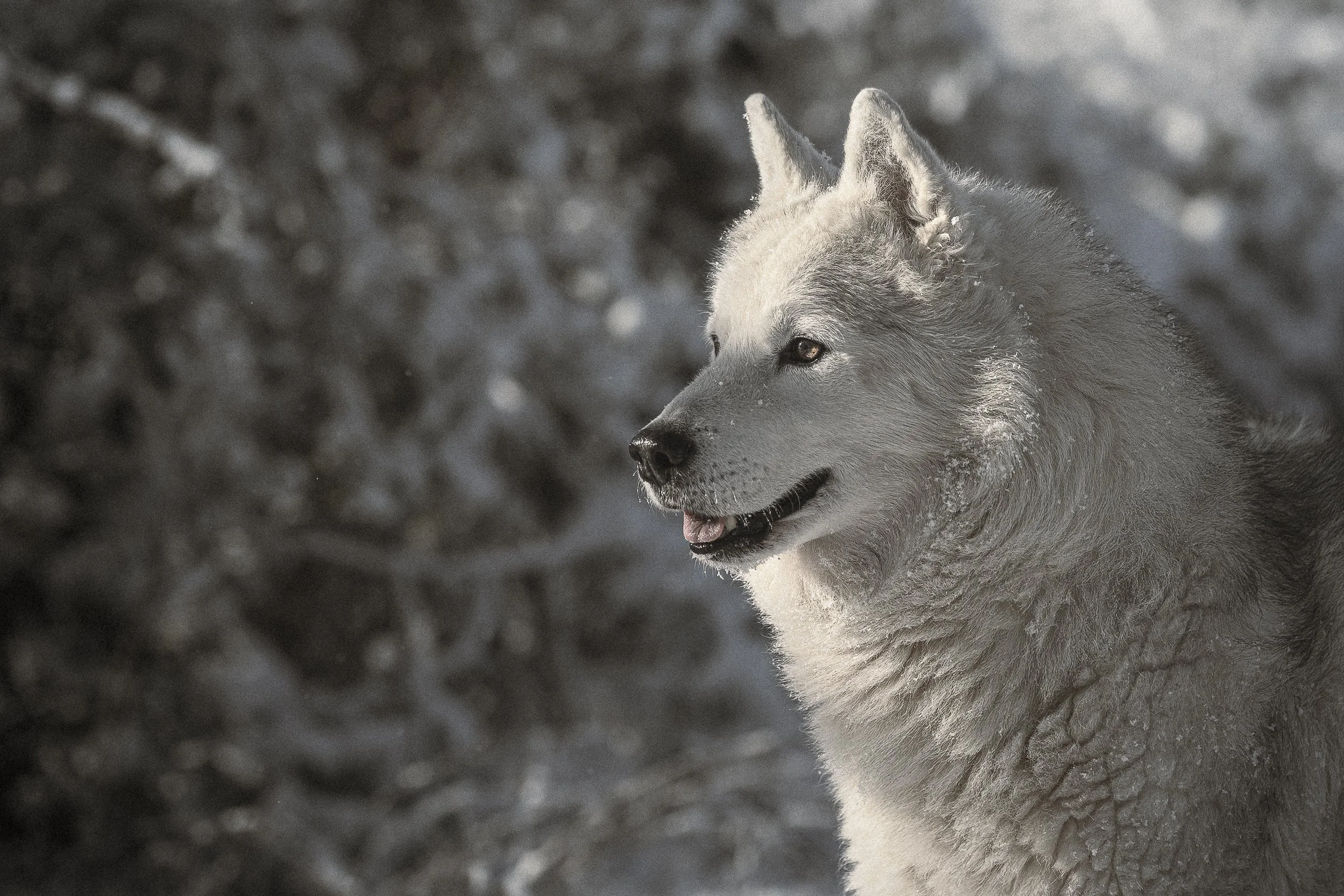 Un chien de race husky blanc et gris, courant dans un paysage enneigé.