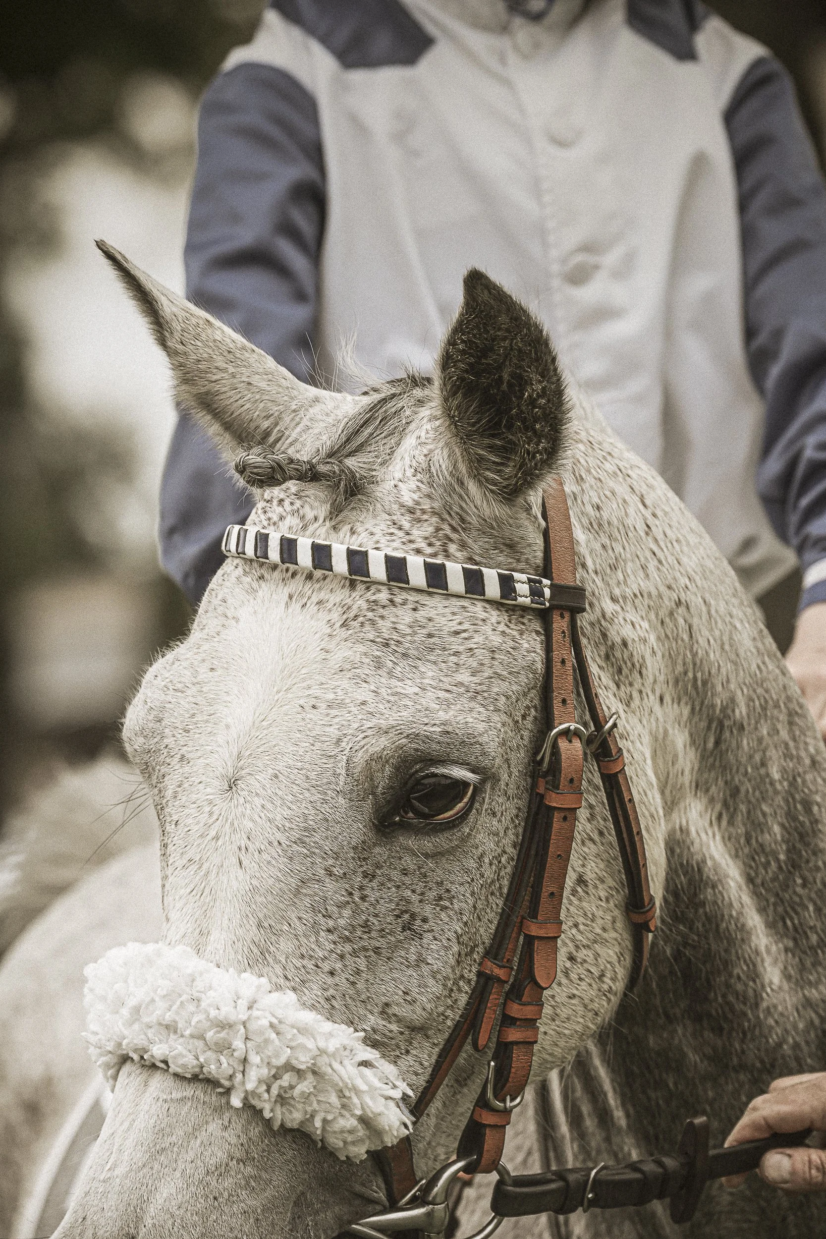 Un cheval gris clair avec une tache blanche sur le visage, portant un collier en corde et une bride en cuir, avec une personne en arrière-plan qui le tient.