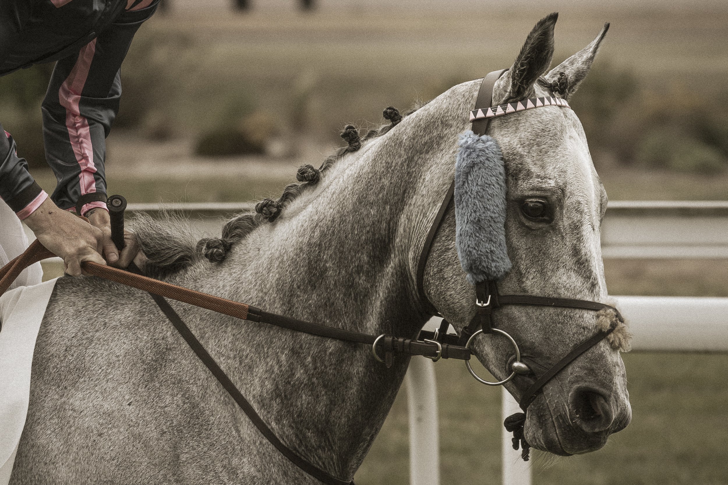 Un cheval gris avec une crinière bouclée et des oreilles pointues porte un licol avec des pompons en peluche gris, un cavalier en tenue de course à cheval.