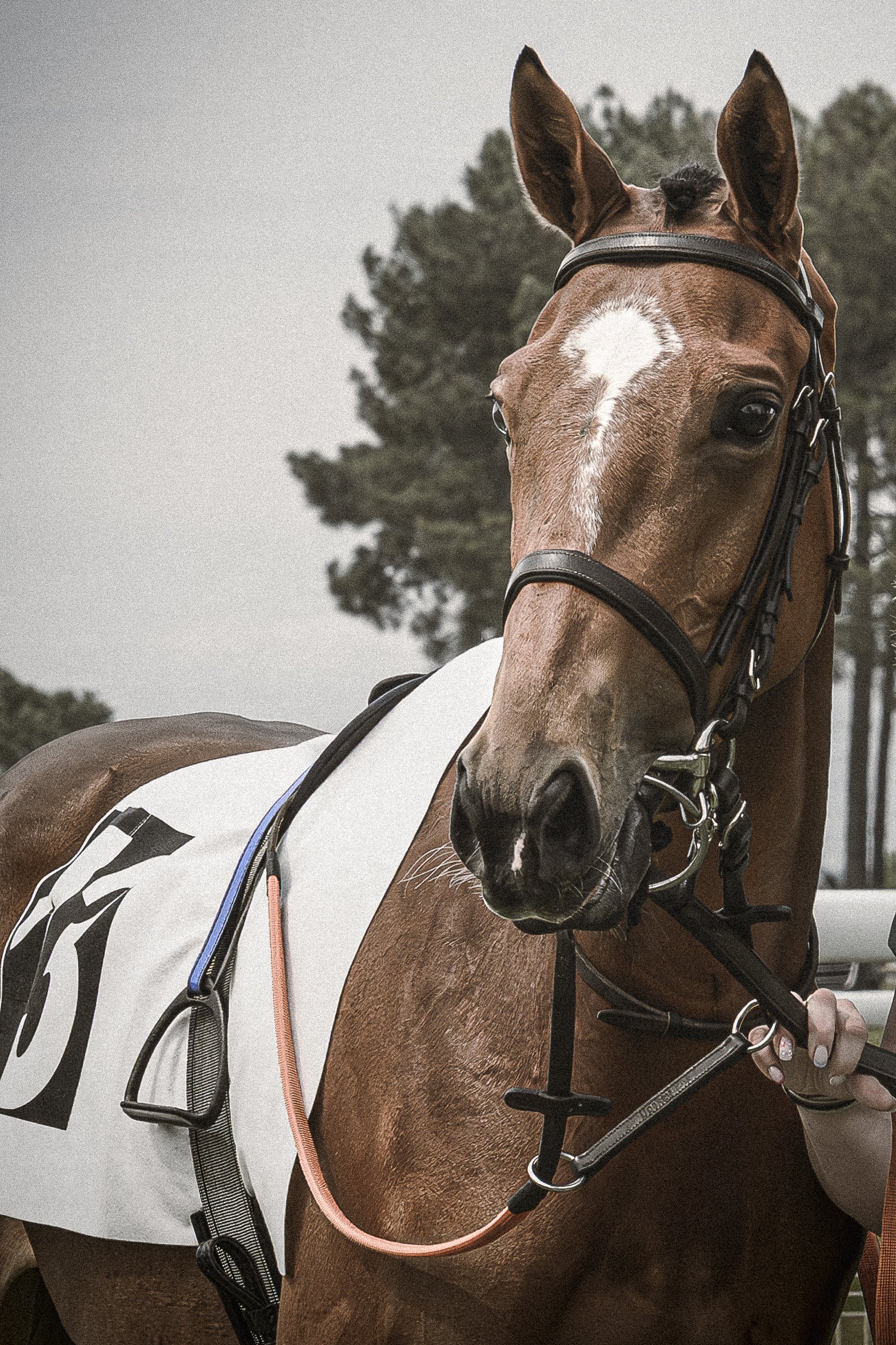 Un cheval brun avec une tache blanche sur le visage, portant une selle et un filet, avec des arbres en arrière-plan.
