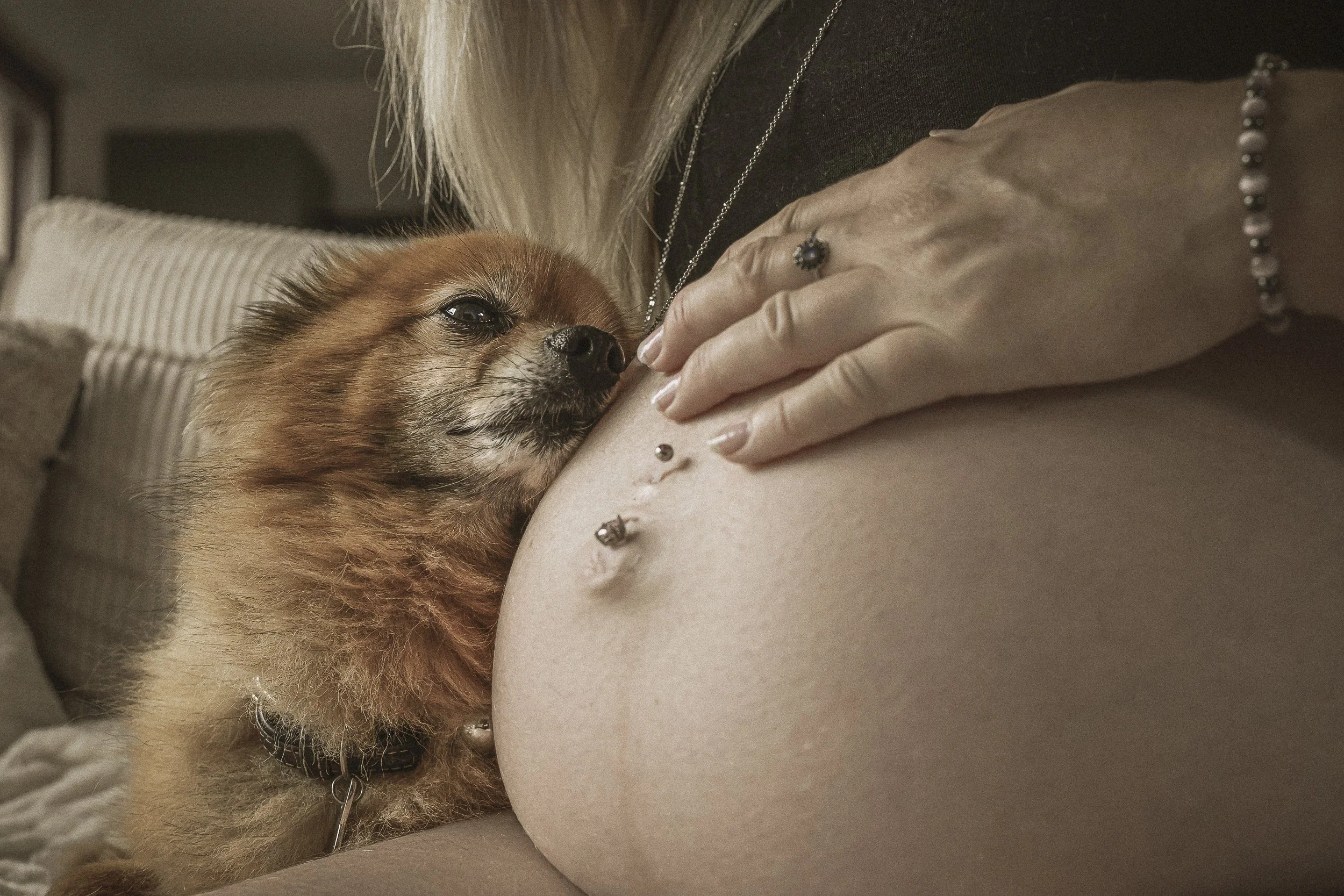 Un chien de petite taille avec des poils bruns clair est allongé contre un ventre humain, semblant se reposer ou dormir. La personne possède des bijoux, notamment un anneau et une chaîne. La scène évoque une atmosphère de tendresse et de confort.