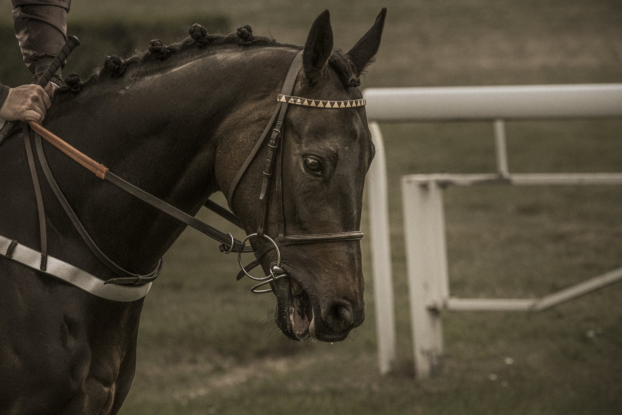 Un cheval avec une crinière tressée et un mors, porté par un cavalier en paddock.