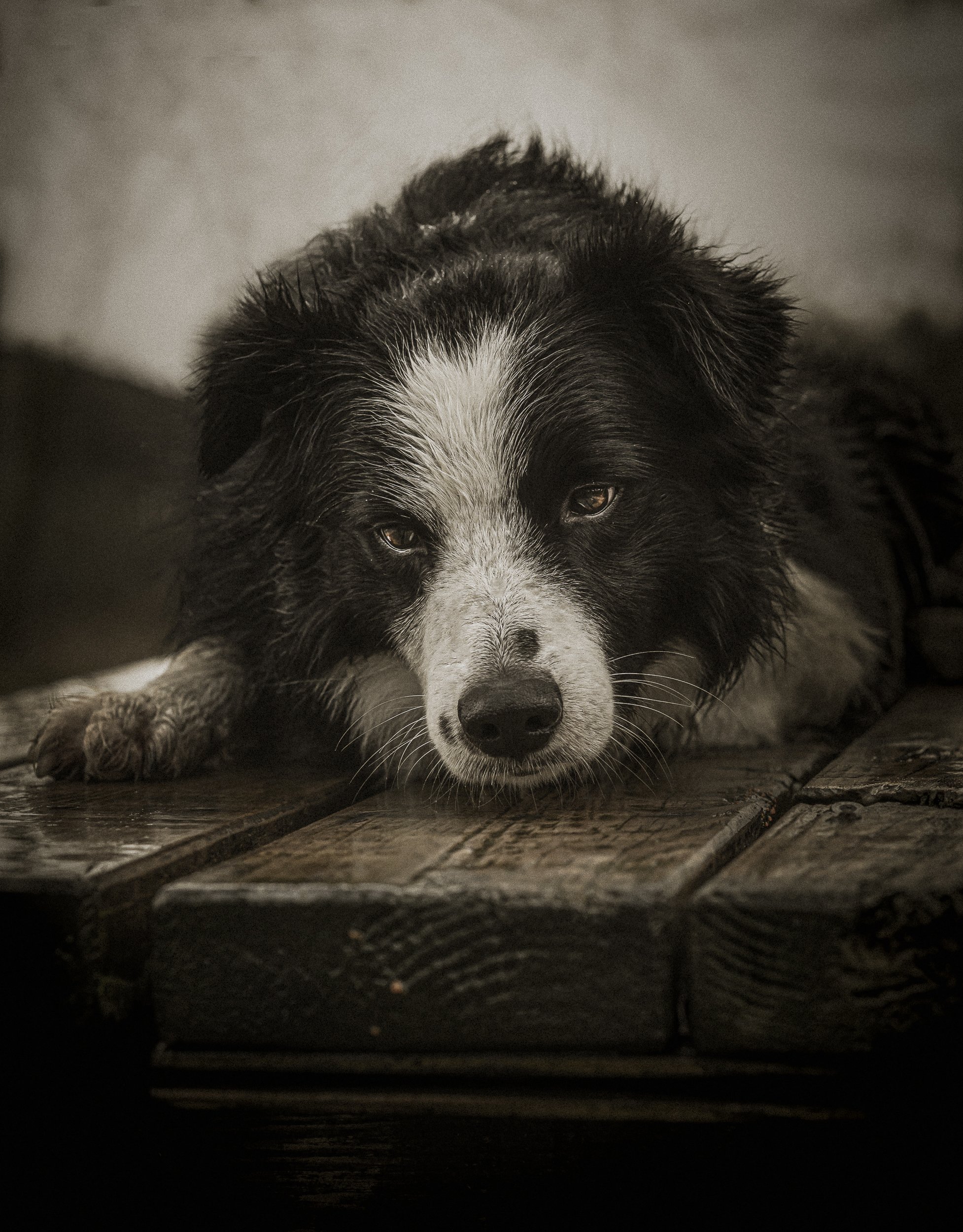 Un chien noir et blanc allongé sur un sol en bois, regardant vers l'objectif.