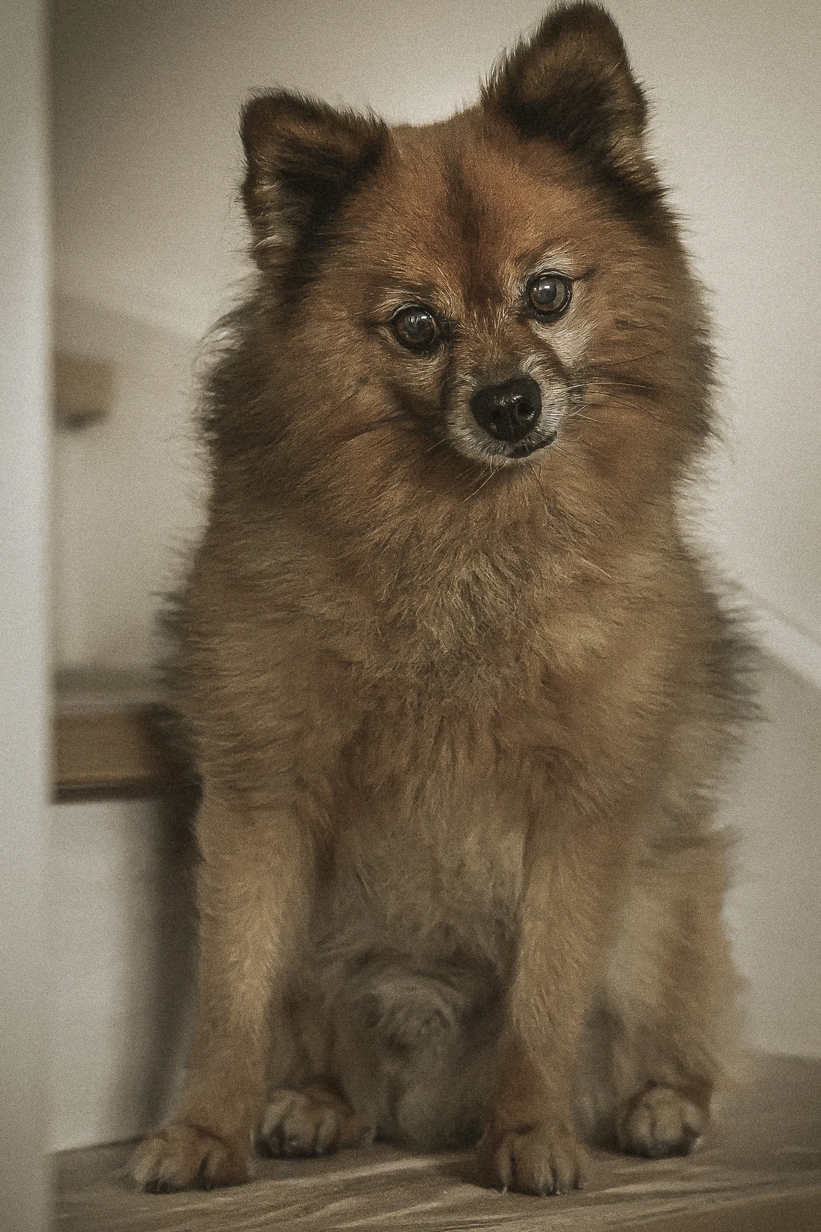 Un adorable chien de race Spitz nain avec un pelage épais et sable, assis sur un sol en bois, regardant la caméra avec ses grands yeux noirs.