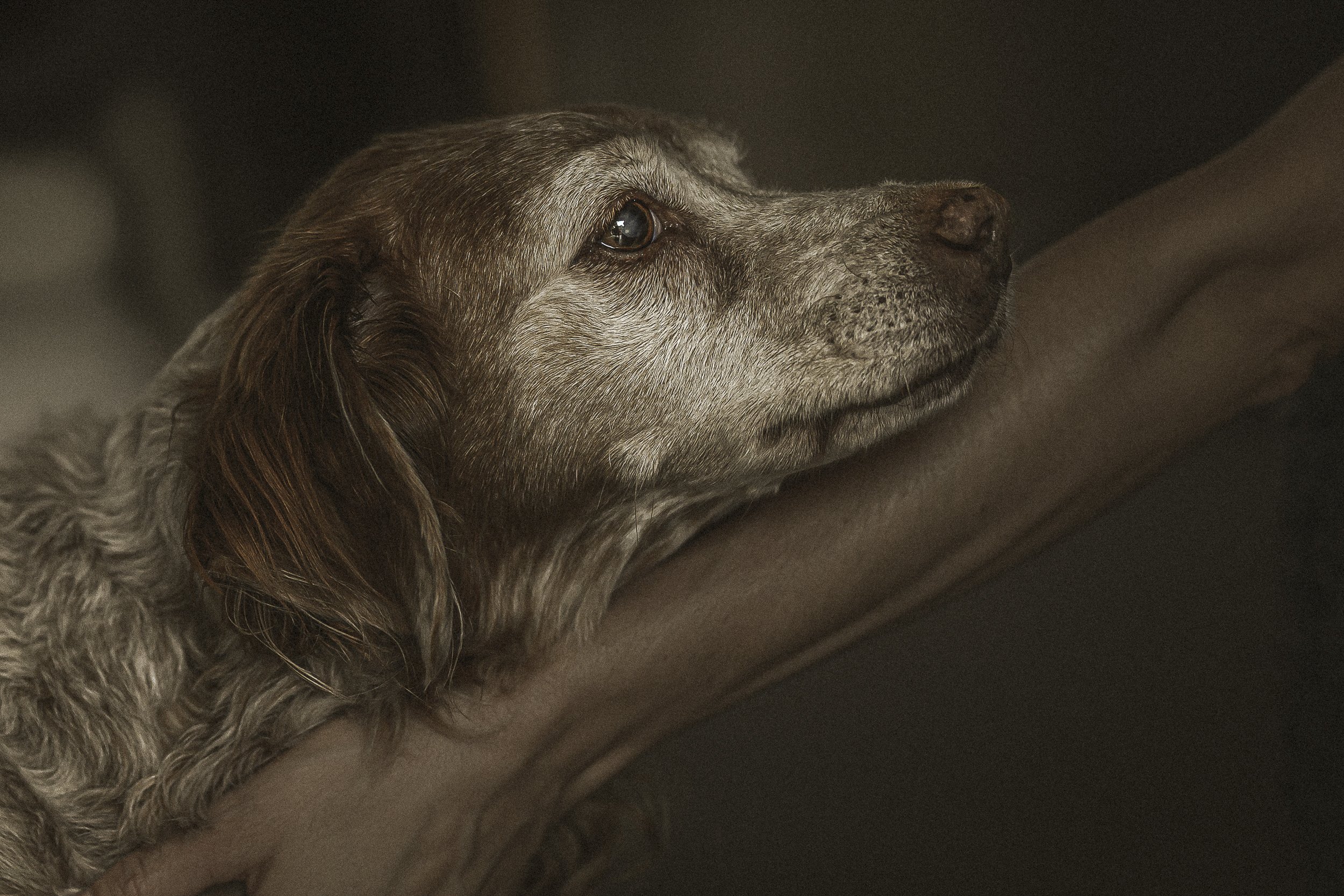 Un chien gris avec des oreilles longues et bouclées, regardant vers la droite, sur un fond sombre.
