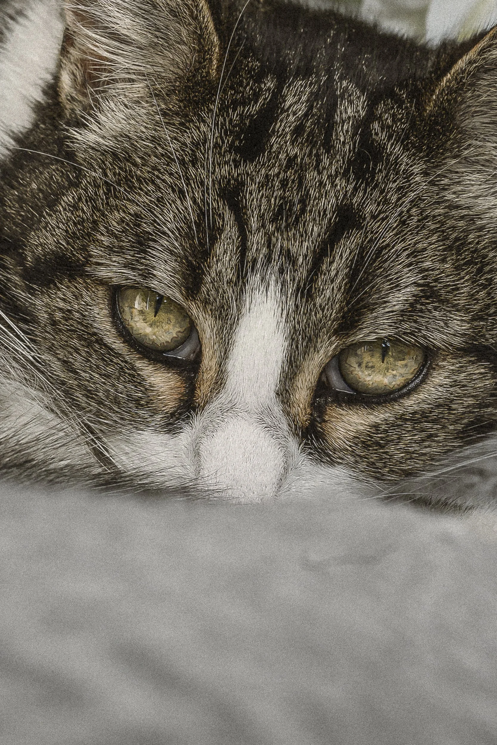 Gros plan de la tête d'un chat tigré avec des yeux verts.