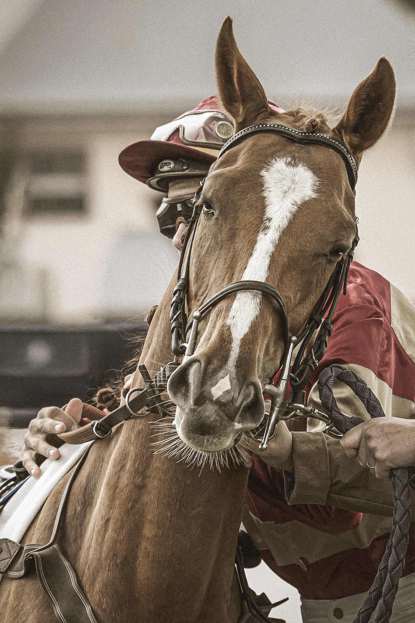 Un cheval marron avec une tache blanche sur le front, porté par un cavalier en équipement d'équitation, en train d'être rassuré ou inspecté par une personne.