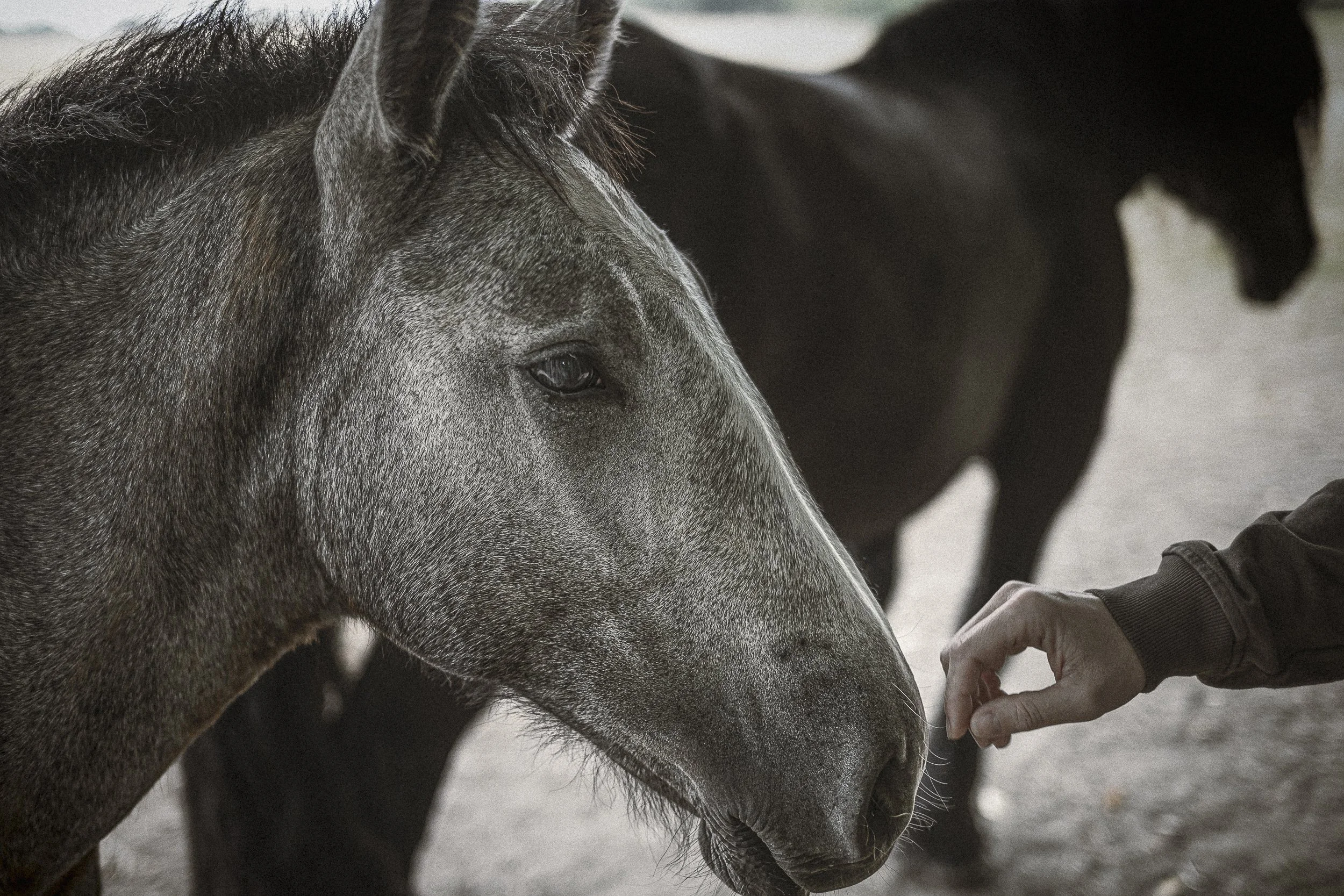 Un cheval gris avec un homme qui caresse son museau