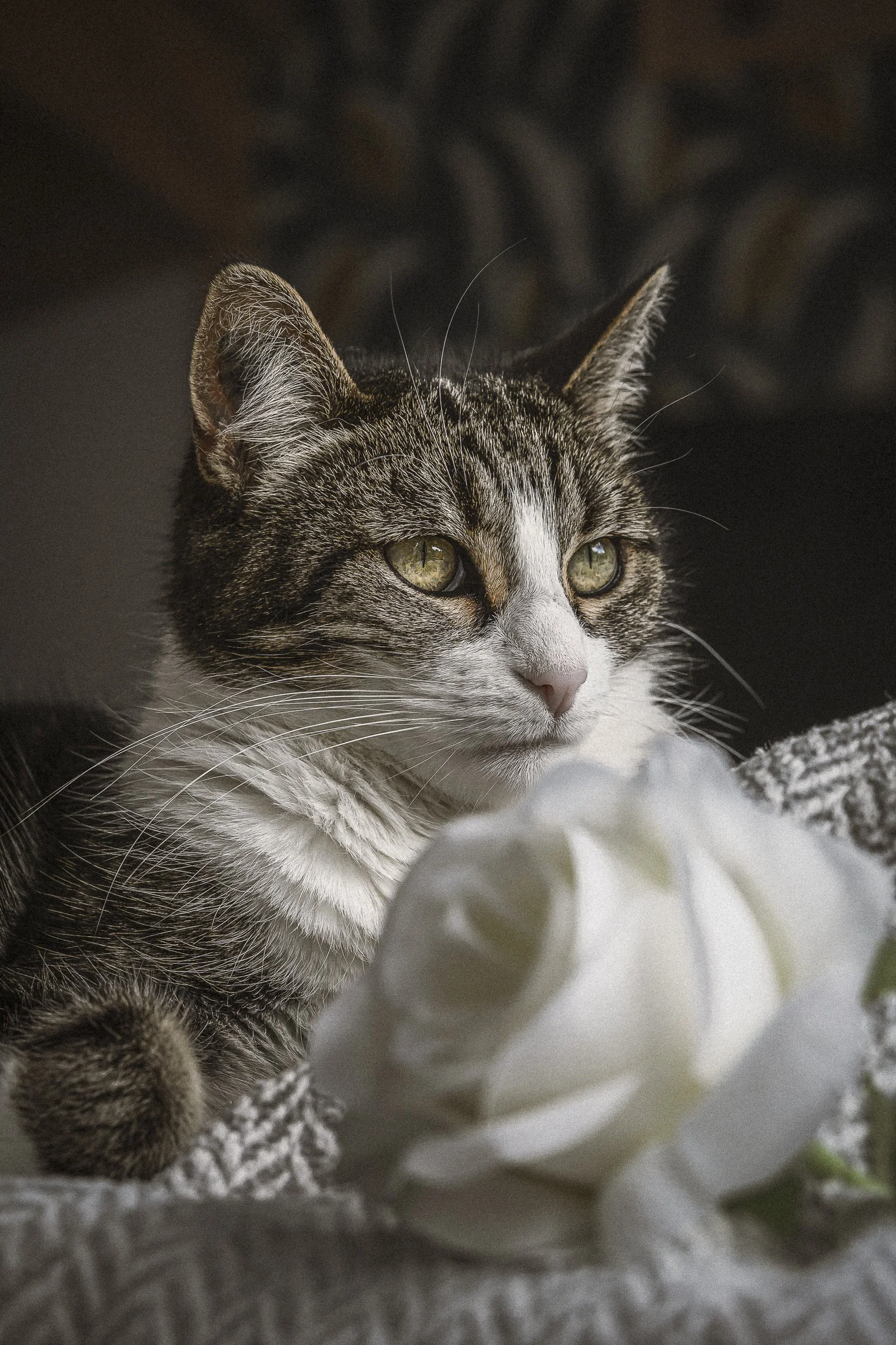 Un chat tigré aux yeux verts, regardant vers la droite, posé sur un coussin blanc avec une grande fleur blanche en arrière-plan.
