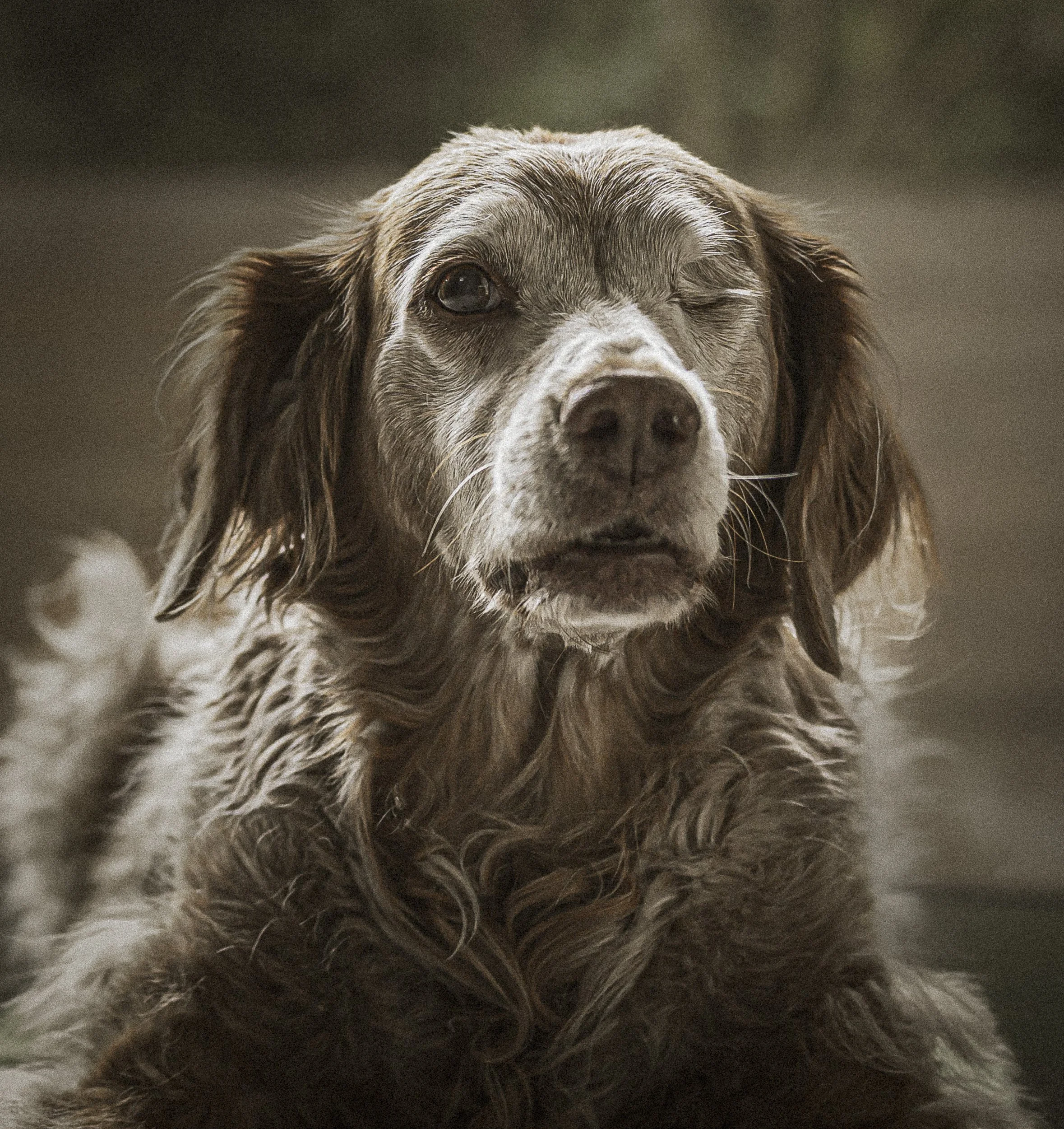 Un chien de race cocker anglais à poils longs, couleur marron et blanc, avec une expression attentive.