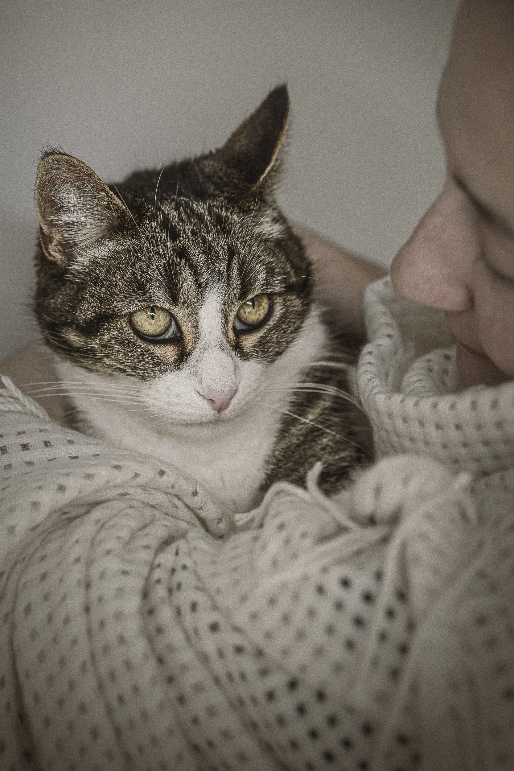 Un chat domestique tacheté, de couleur grise, blanche et noire, repose sur une couverture en tricot beige avec des trous. Une personne avec une peau claire et un pull beige clair est présente à côté du chat, caressant doucement sa tête.