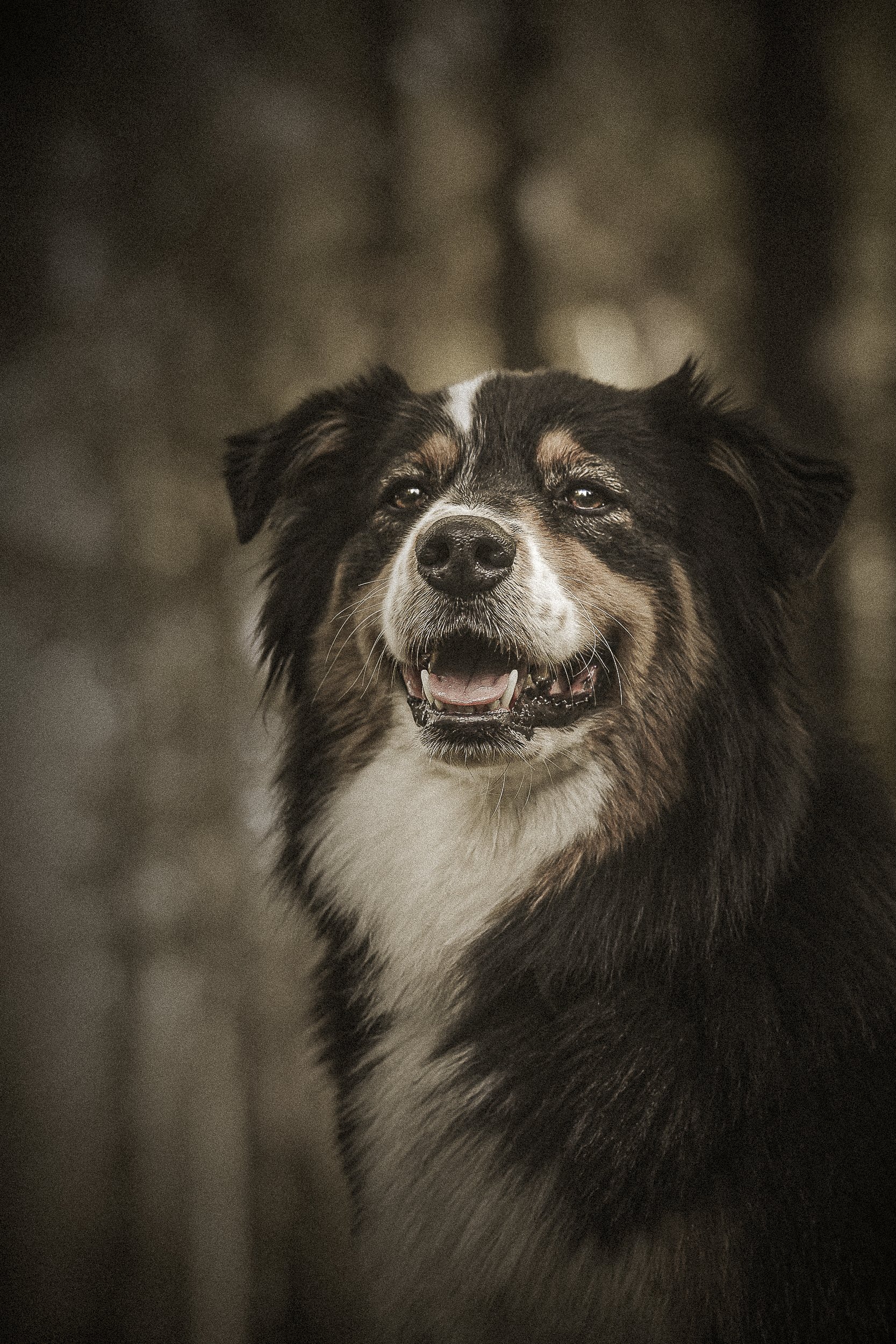Un chien husky noir, blanc et marron avec un sourire, dans un environnement sombre.