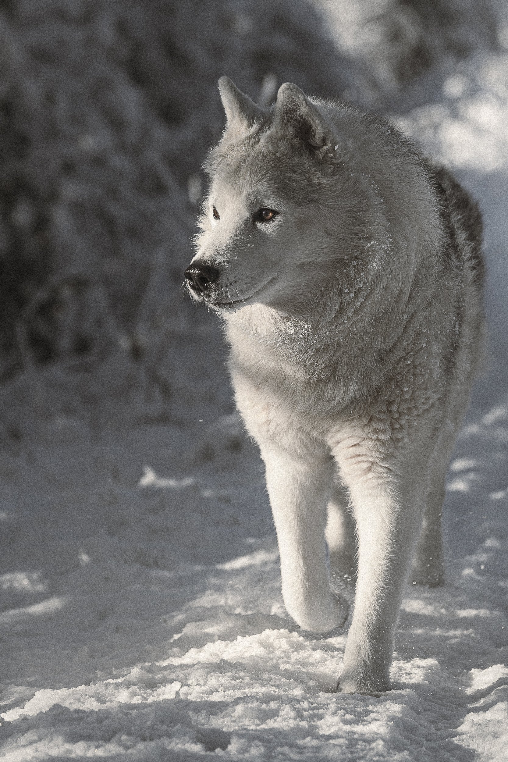 Un loup gris marchant dans la neige, avec un arrière-plan flou de neige et d'arbres.