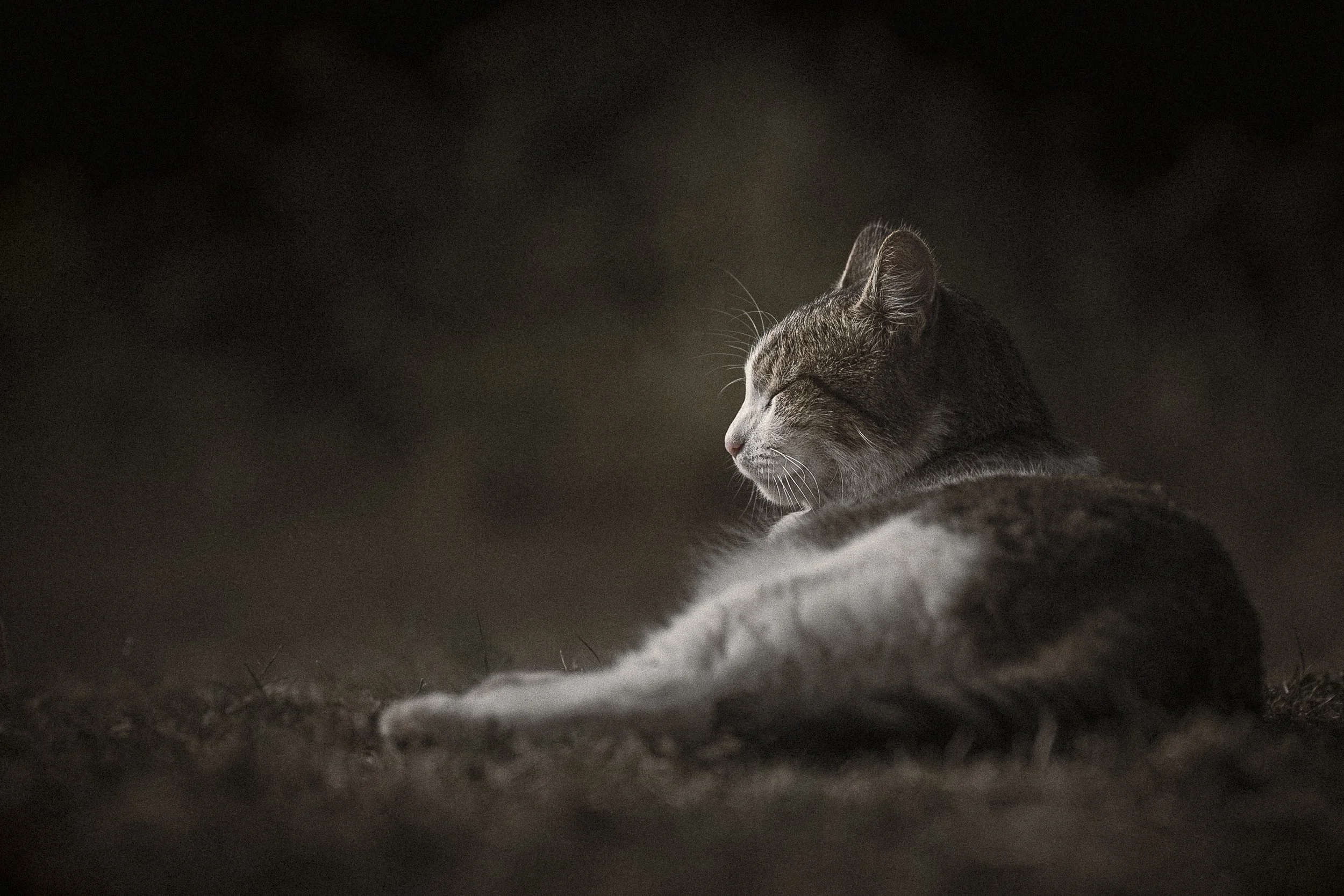 Chat gris allongé dans une cave sombre, yeux fermés.