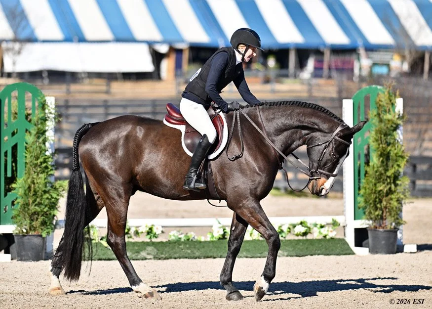 A person riding a brown horse during an equestrian event, with show jumps and trees in the background.
