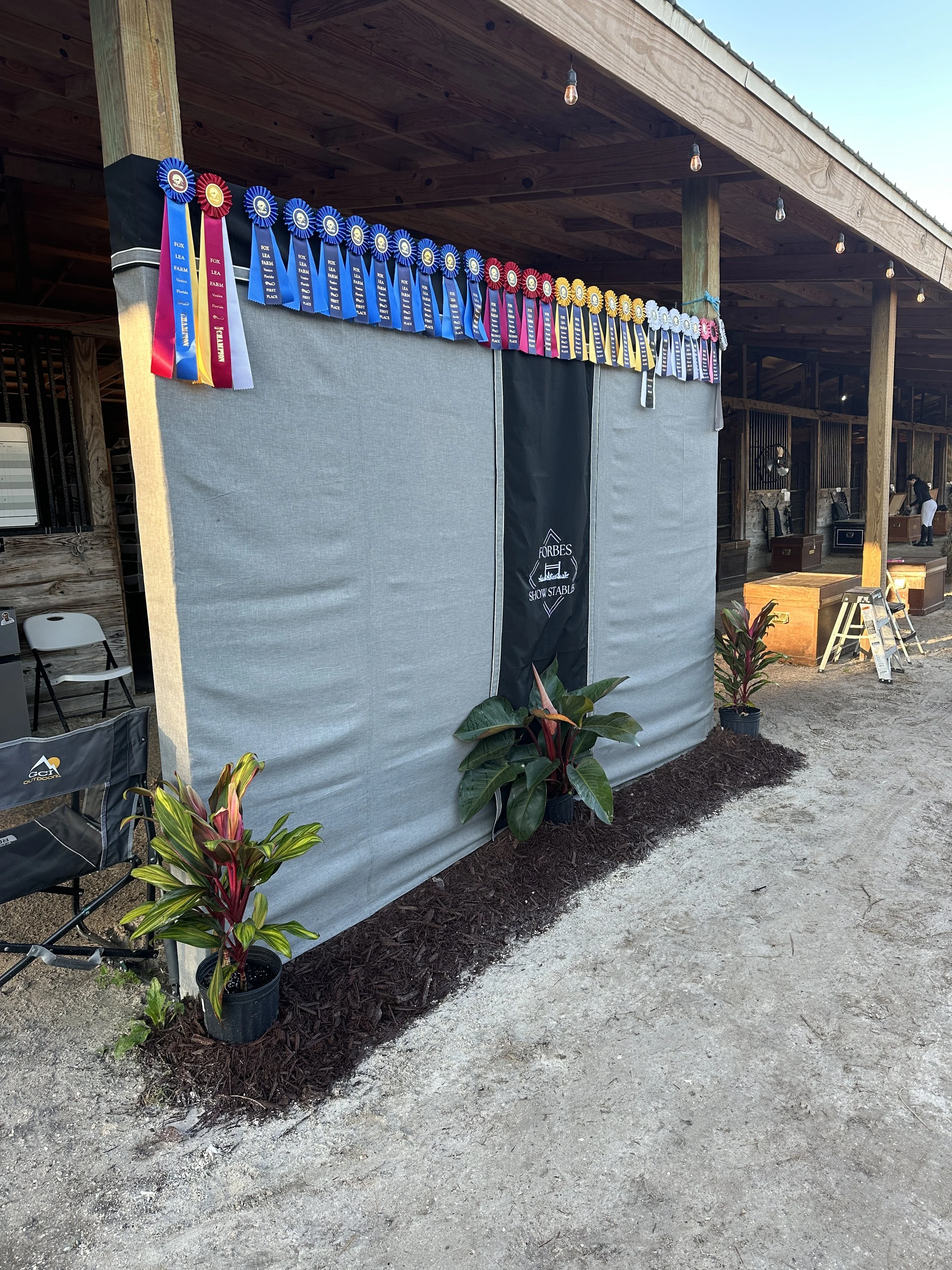 Image of an outdoor area with a grey fabric wall covered in blue, pink, yellow, and white ribbons, and decorated with plants and chairs nearby. The ribbons are awarded at a show or competition, with some reading "Fox Lea Farm" and various awards.