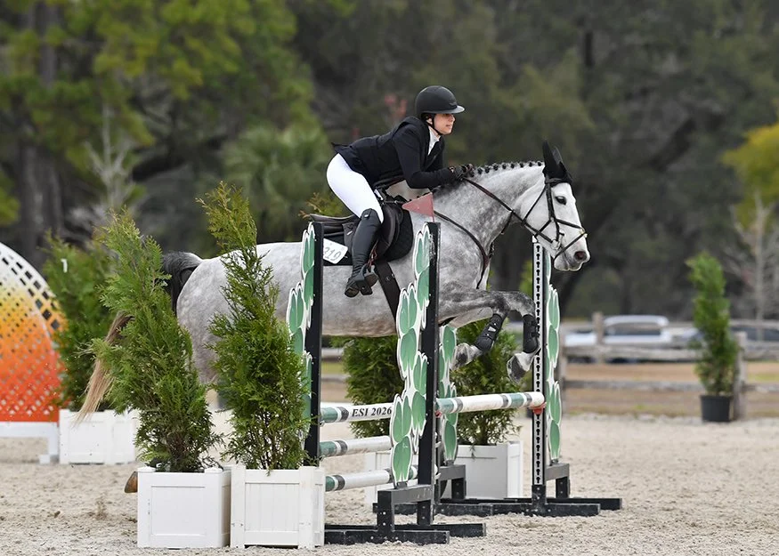 A female equestrian rider in a black helmet, jacket, and white breeches riding a gray horse over a show jumping obstacle decorated with green shrubs in containers.