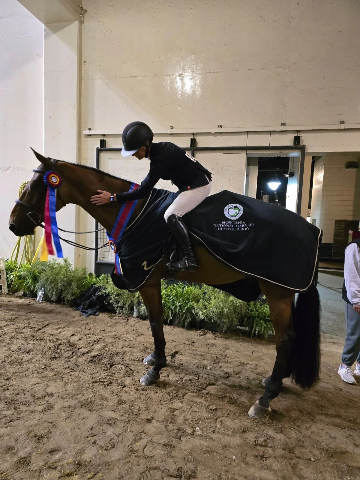 Horse with ribbons and blanket, rider in riding attire and helmet, indoors at a horse show or competition.