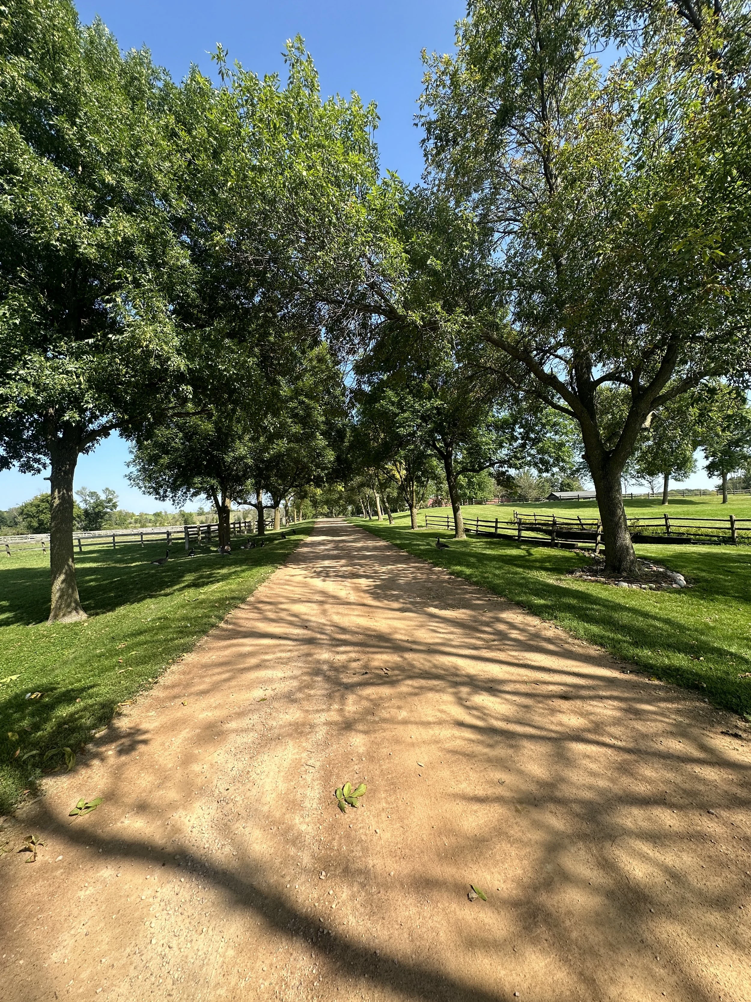 A dirt pathway in a park with green grass on either side, leading towards a line of tall trees under a clear blue sky.