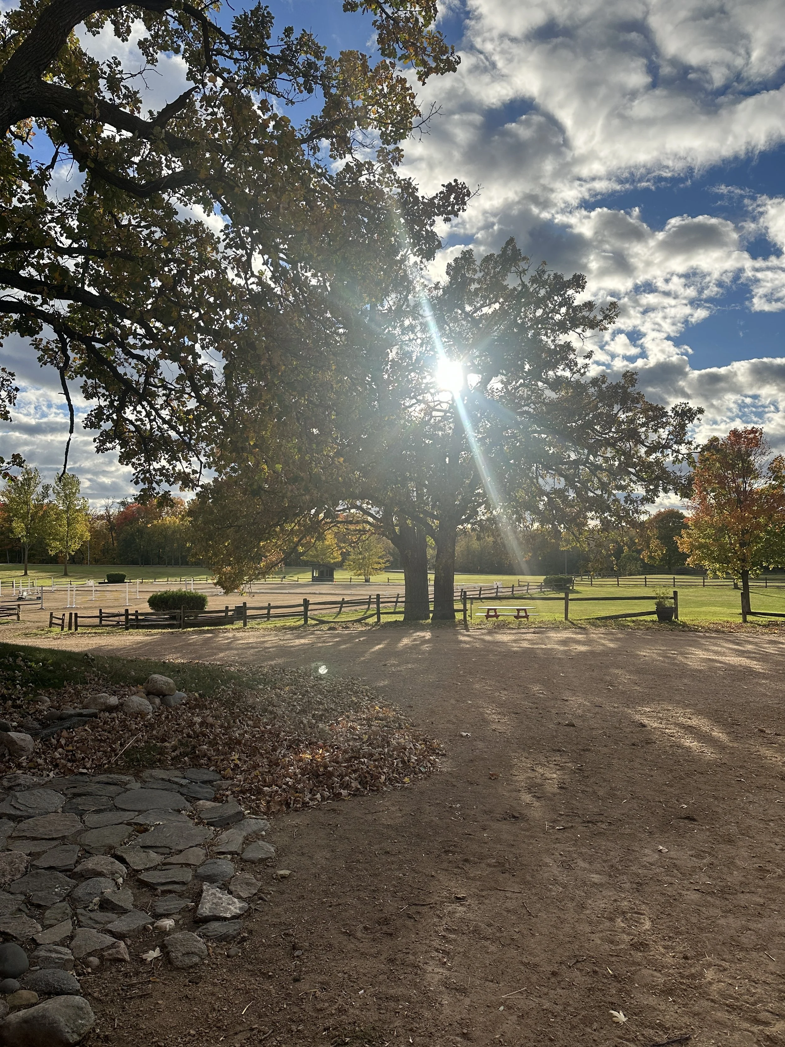 A tree with green leaves and sunlight shining through, located in a park with a dirt path and a fenced grassy area with benches and other trees in the background, under a partly cloudy sky.