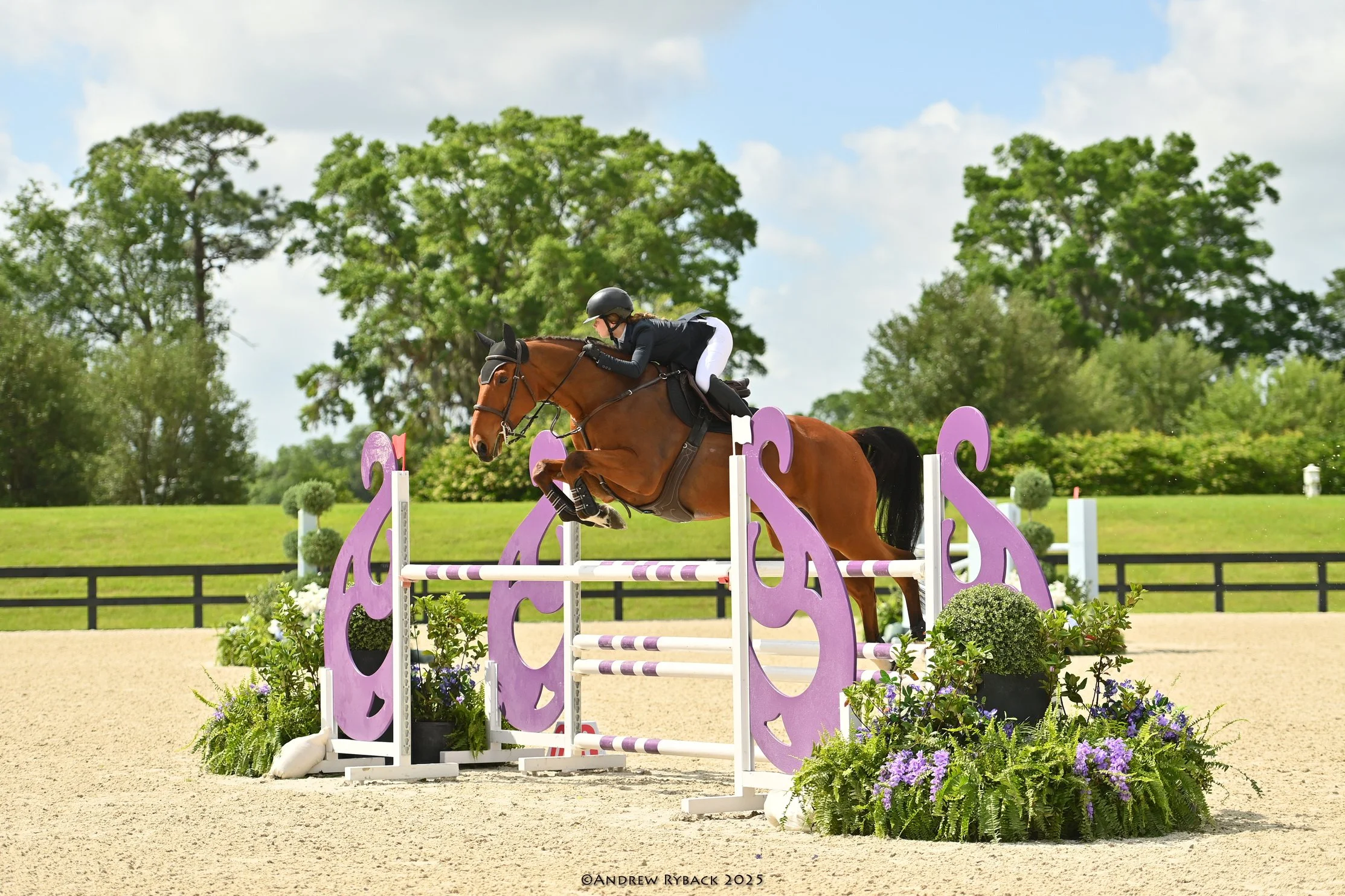 A female equestrian wearing a black riding helmet, black jacket, and white riding pants guides a brown horse over a purple and white show jumping obstacle decorated with purple flowers and greenery, set outdoors on a sunny day with trees and a black 