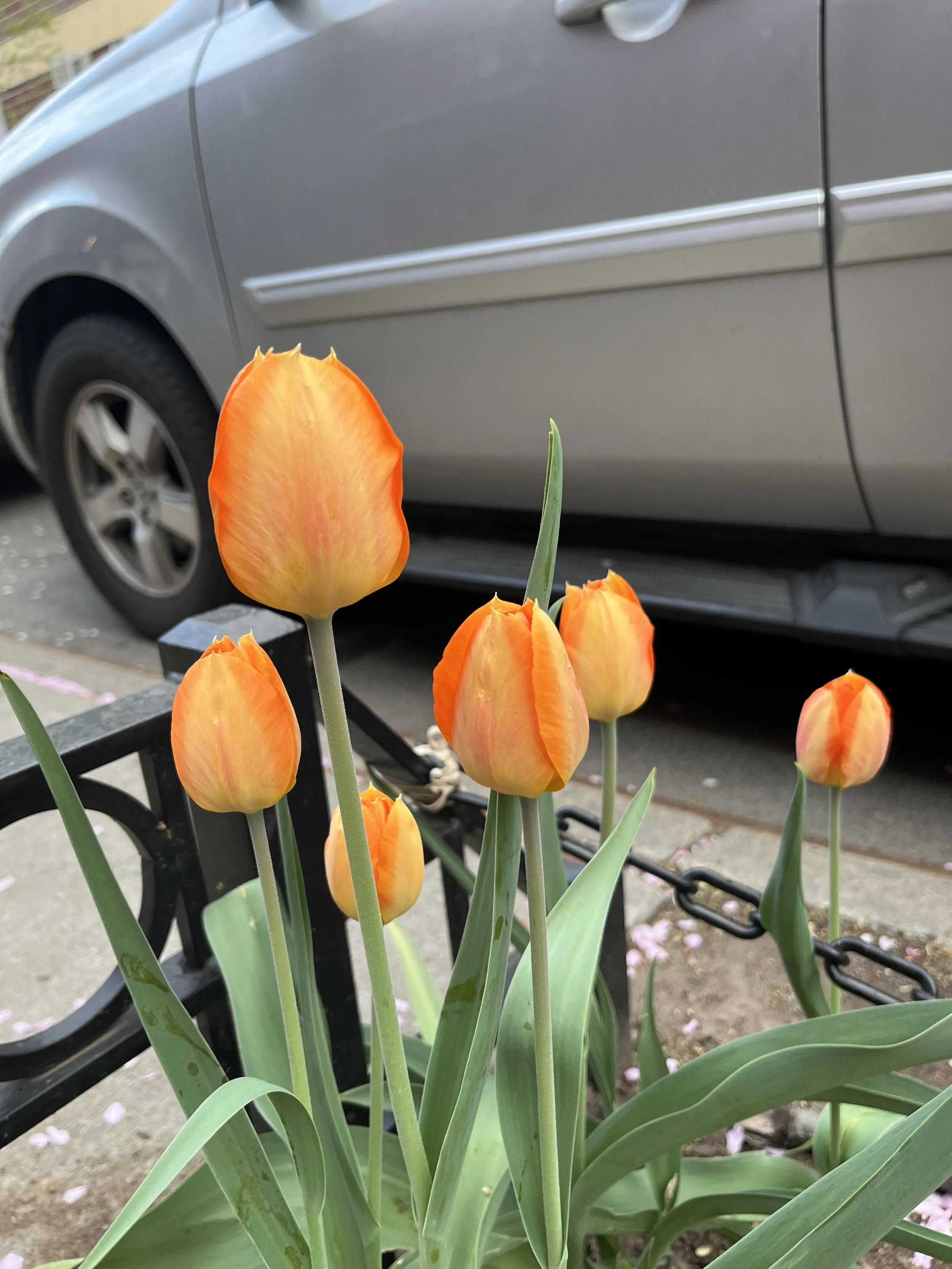 fiery tullips.jpeg