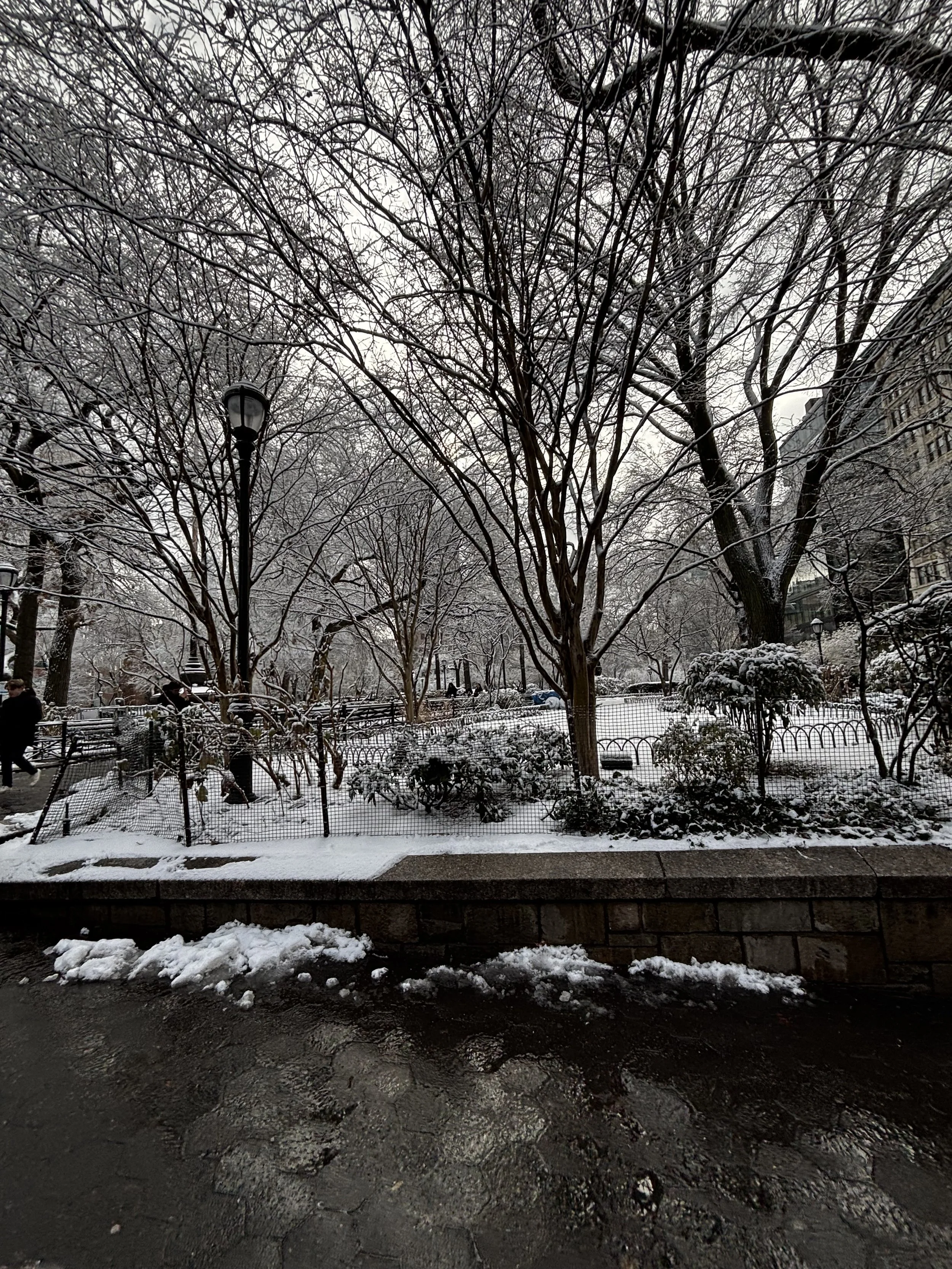icy nature.jpeg