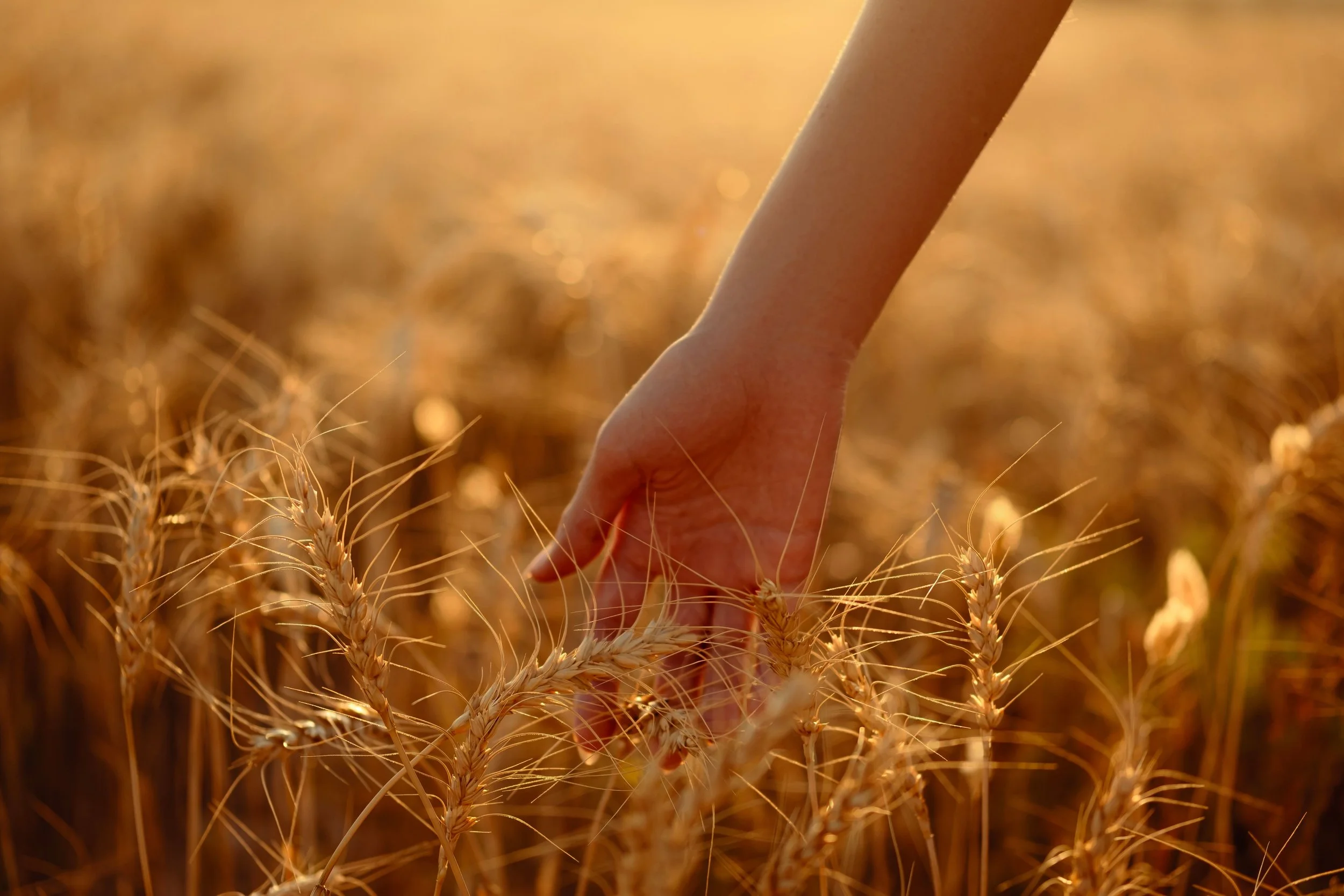 A person's hand touching wheat stalks in a wheat field at sunset.