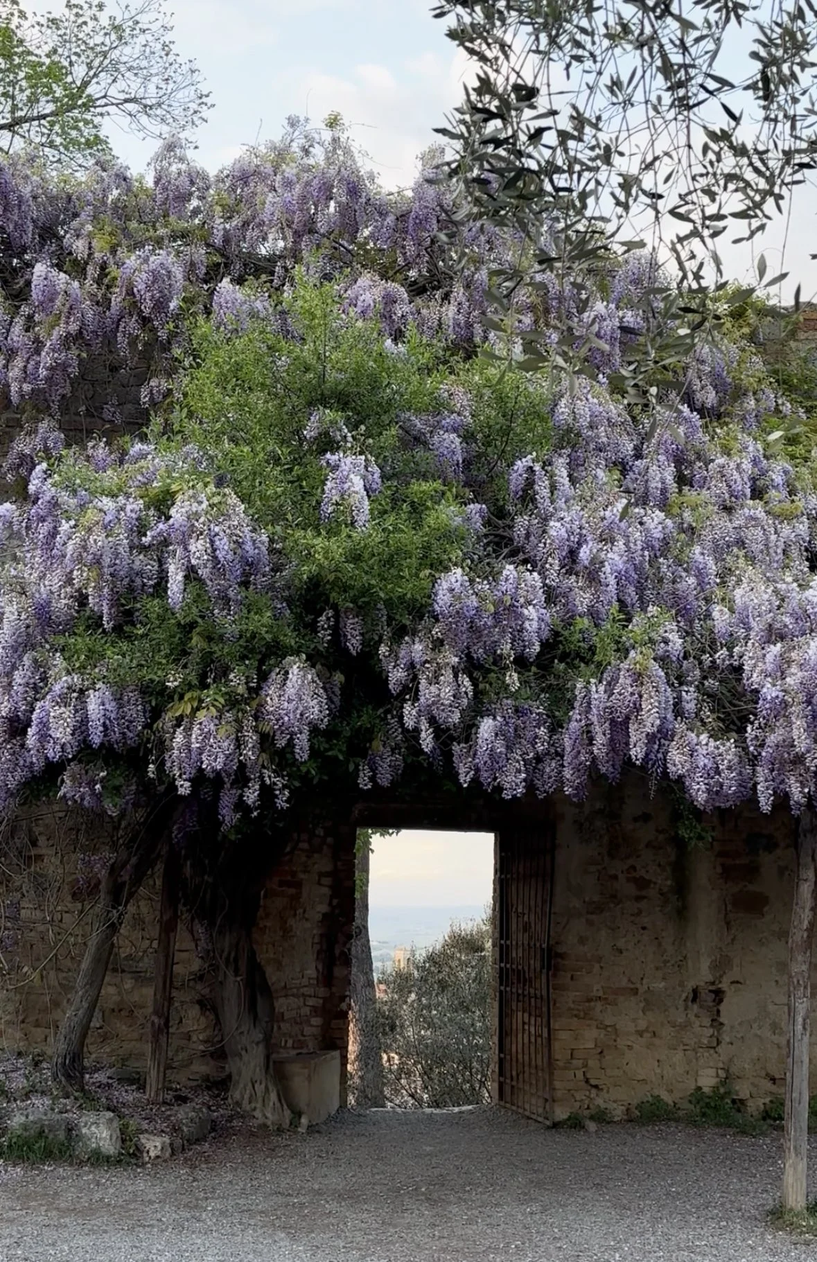 A brick archway with a wooden gate, covered by a large flowering vine with purple blossoms, framing a view of the distant landscape and sky.