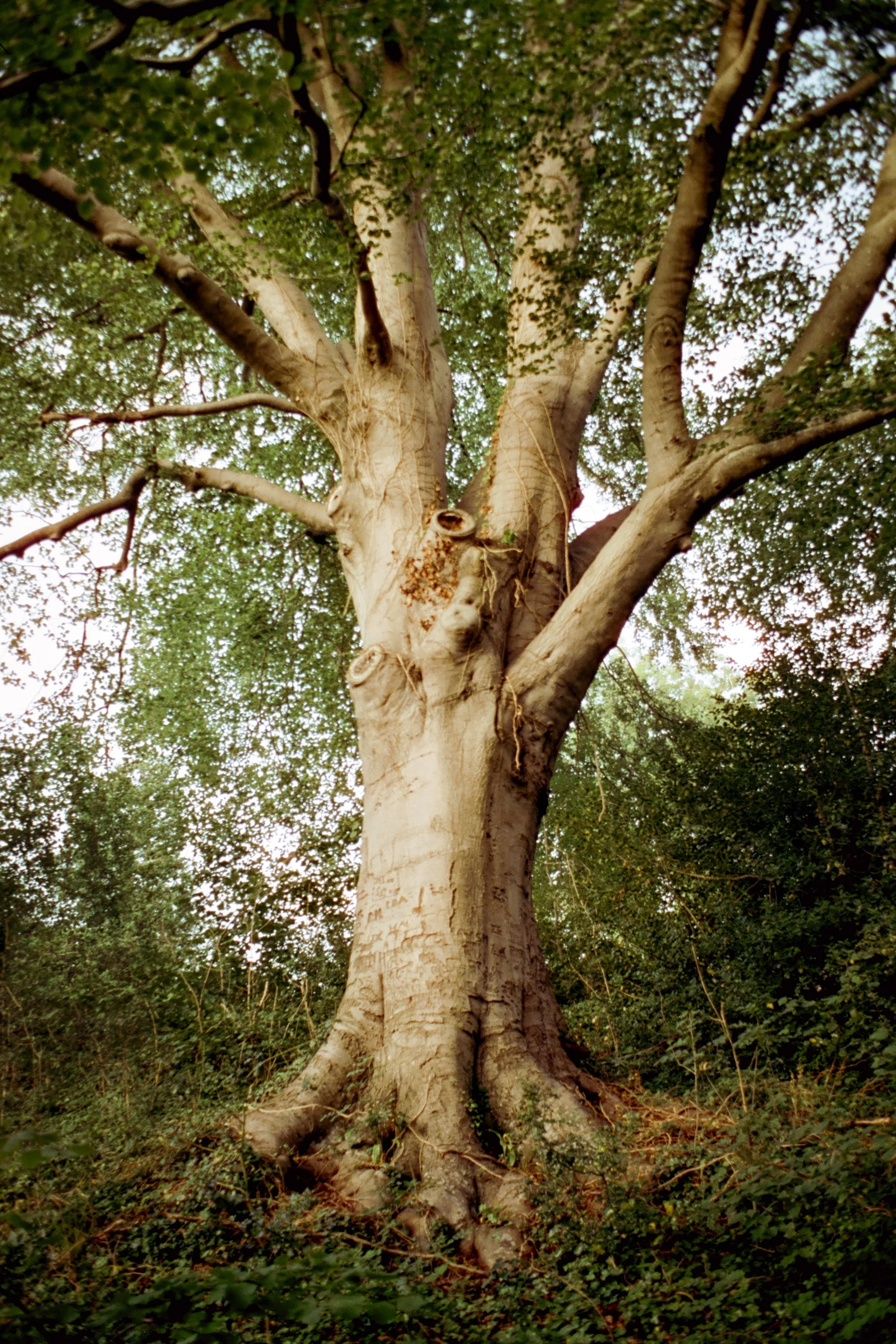 Trees