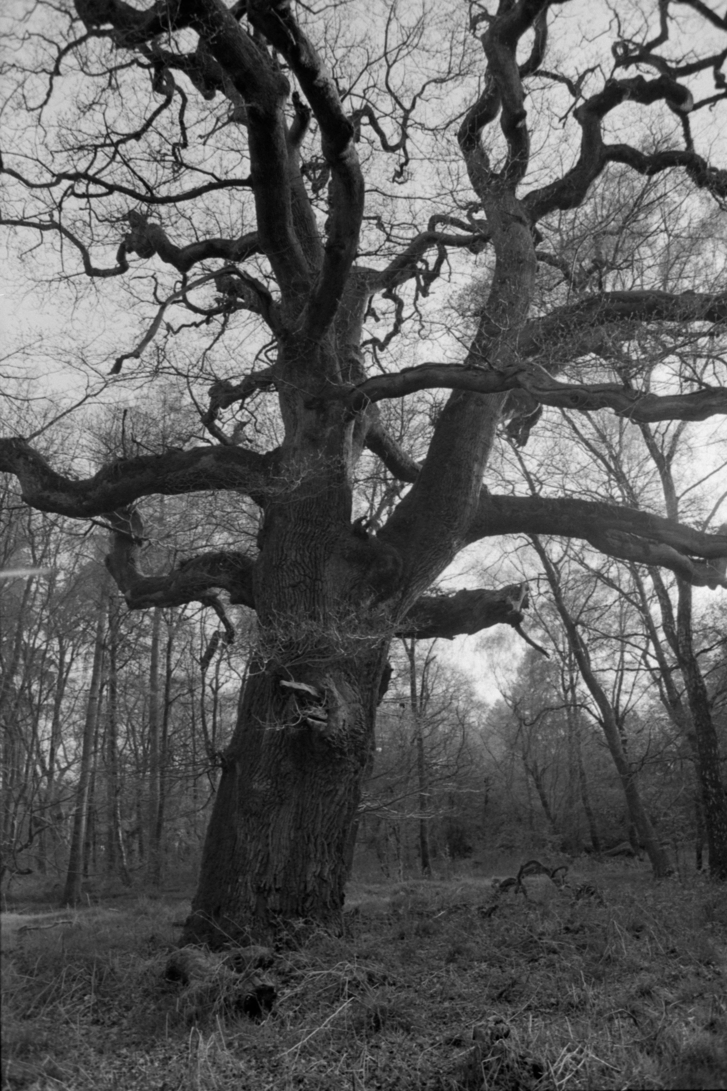 Savarnake tree.jpg