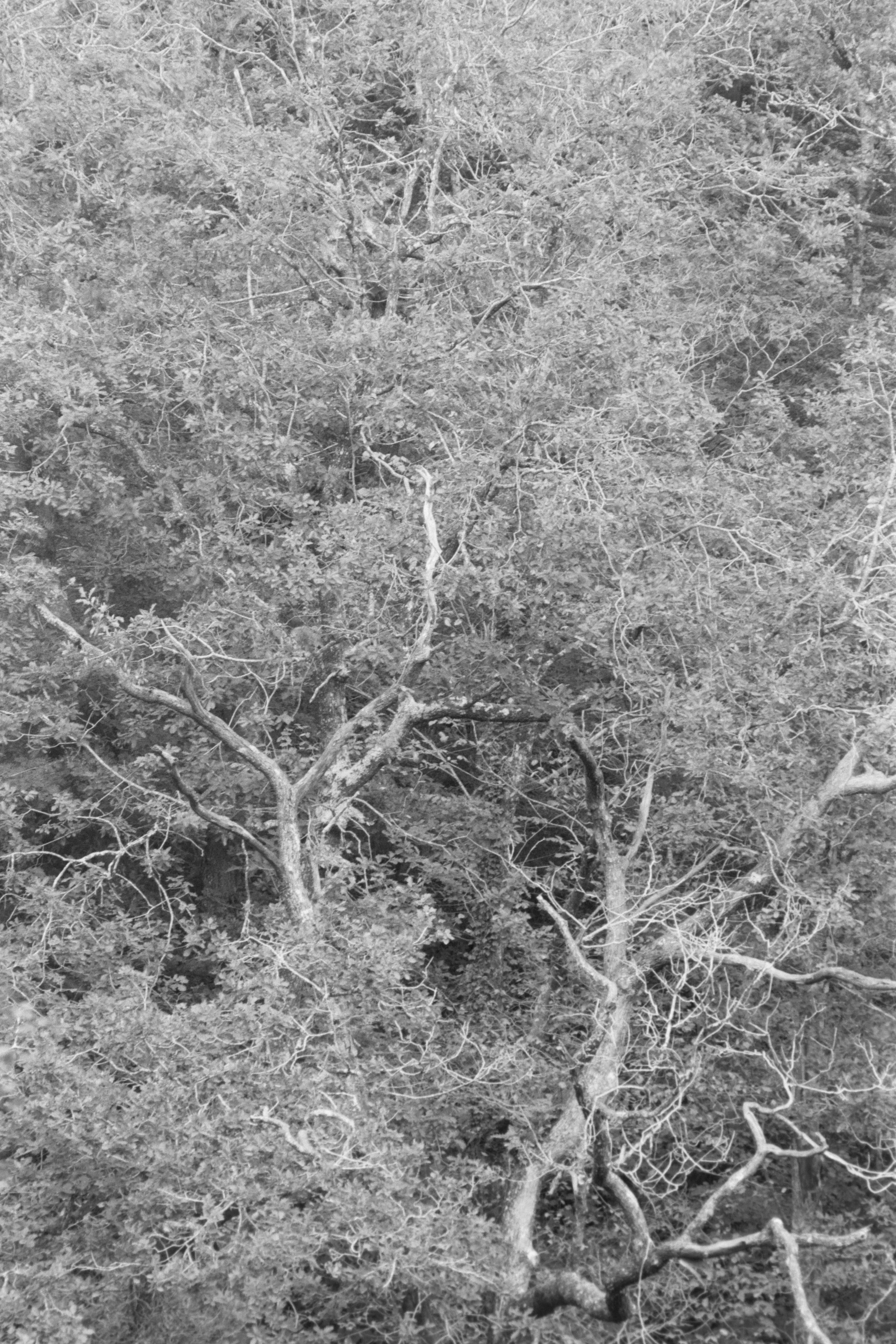 _1090642.jpg