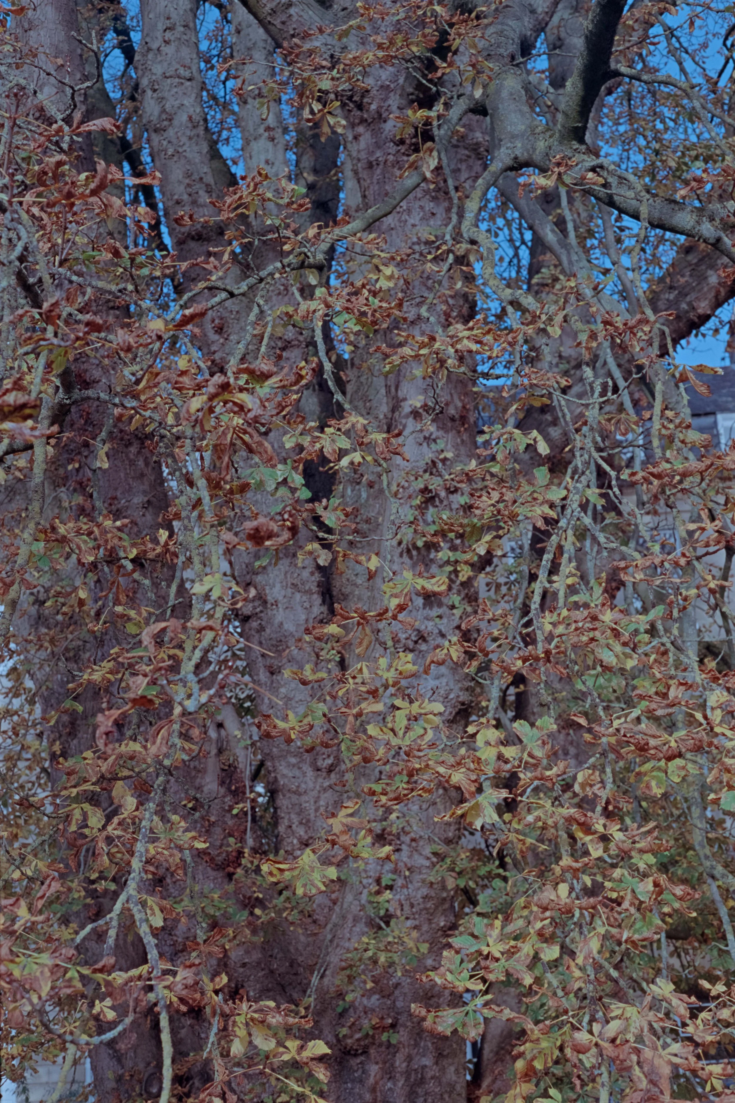 _DSC3600_48Bit_g2p0003.jpg