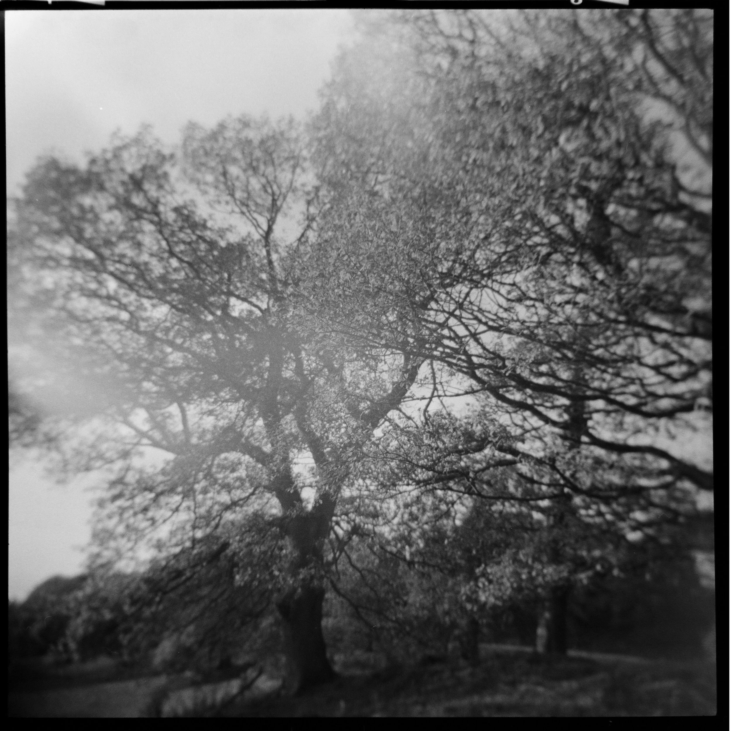 trees_2.jpg
