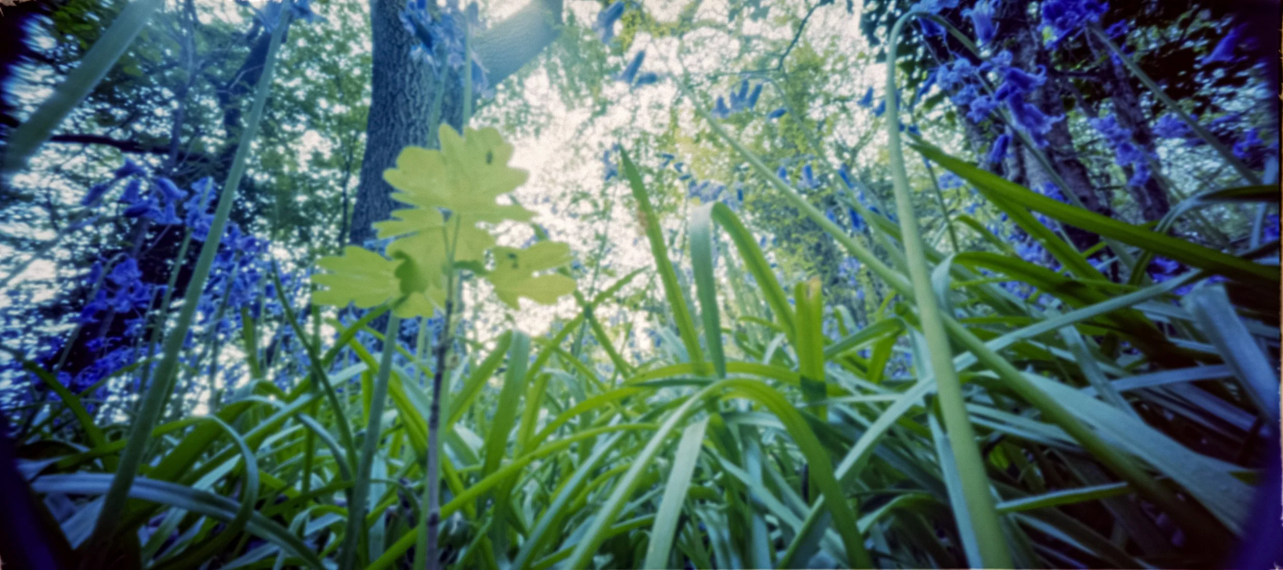 Ektar 2_5_48Bit_g2p0005.jpg