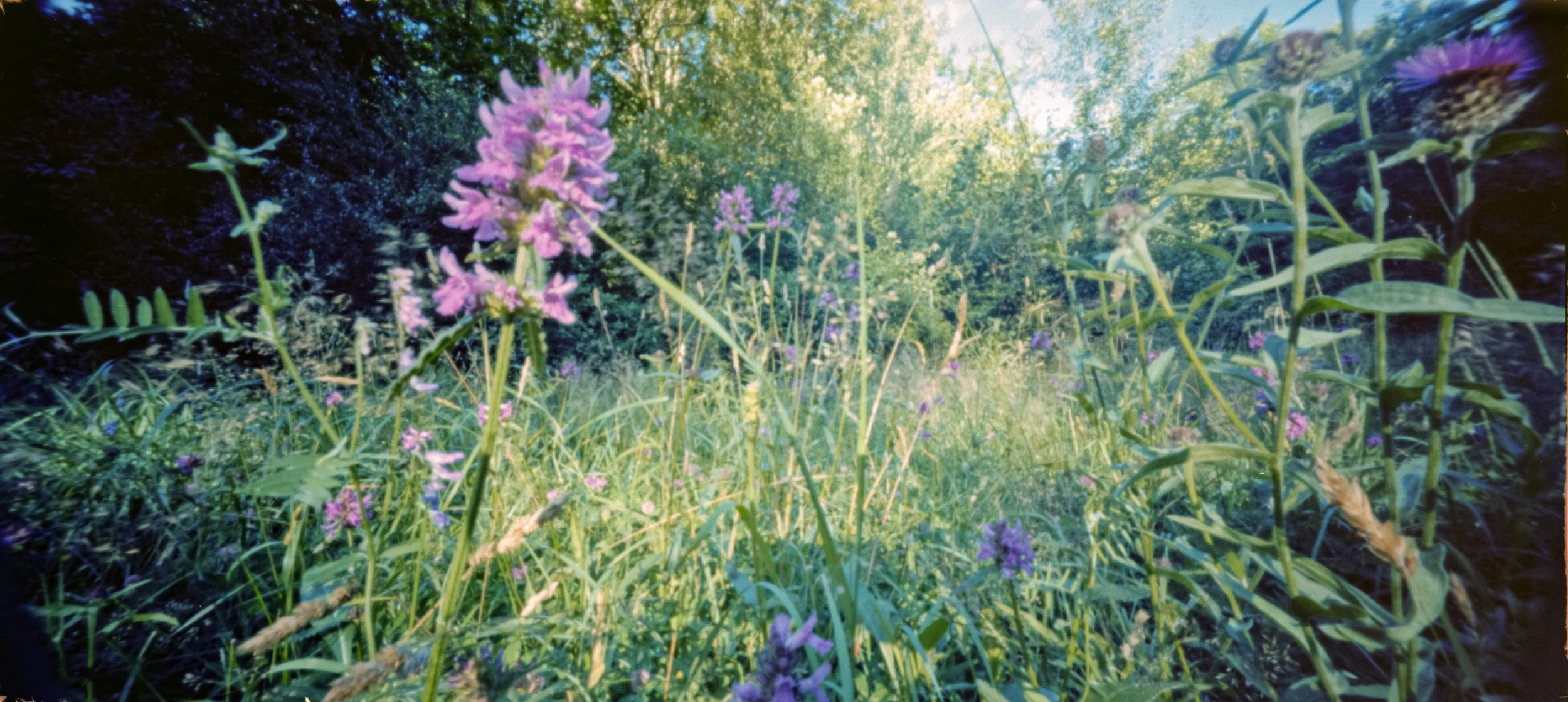 Ektar 4_48Bit_g2p0004.jpg
