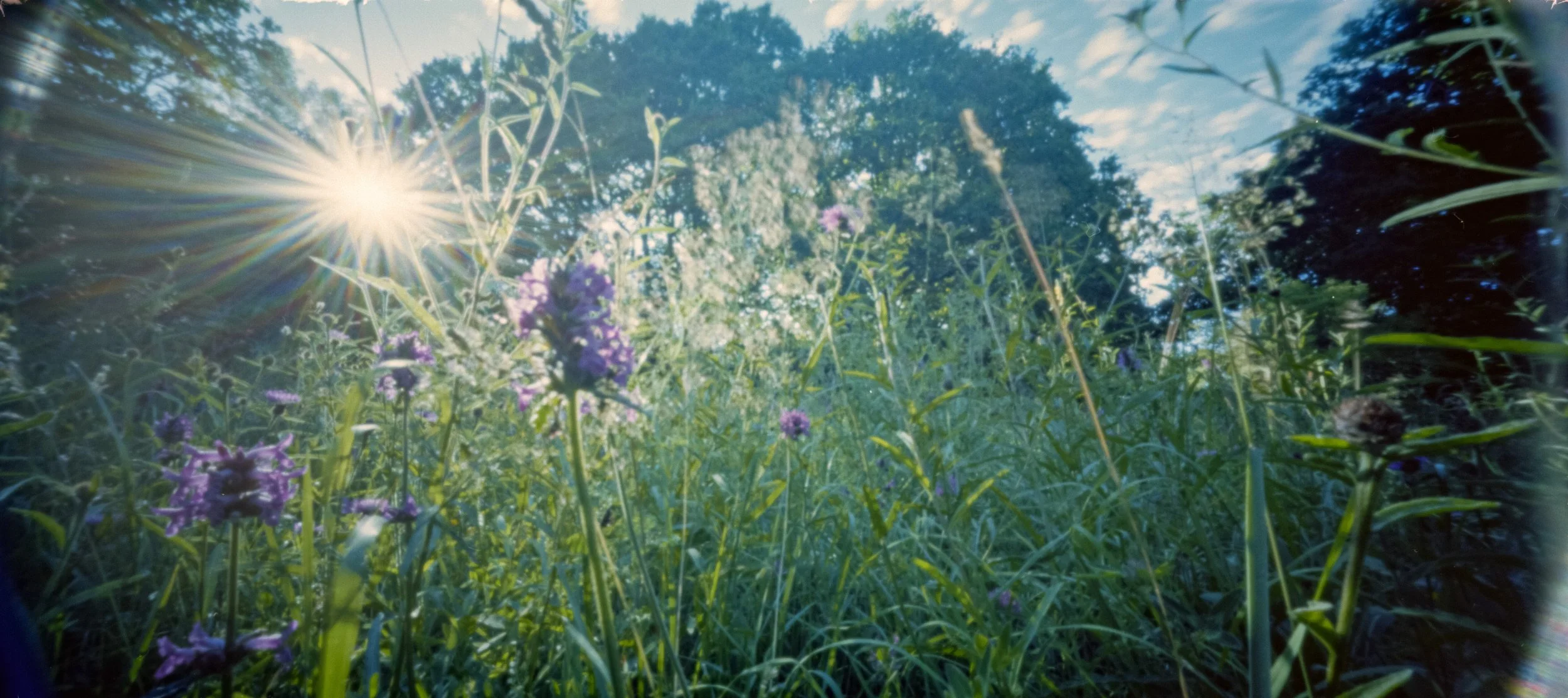 Ektar 5_48Bit_g2p0006.jpg