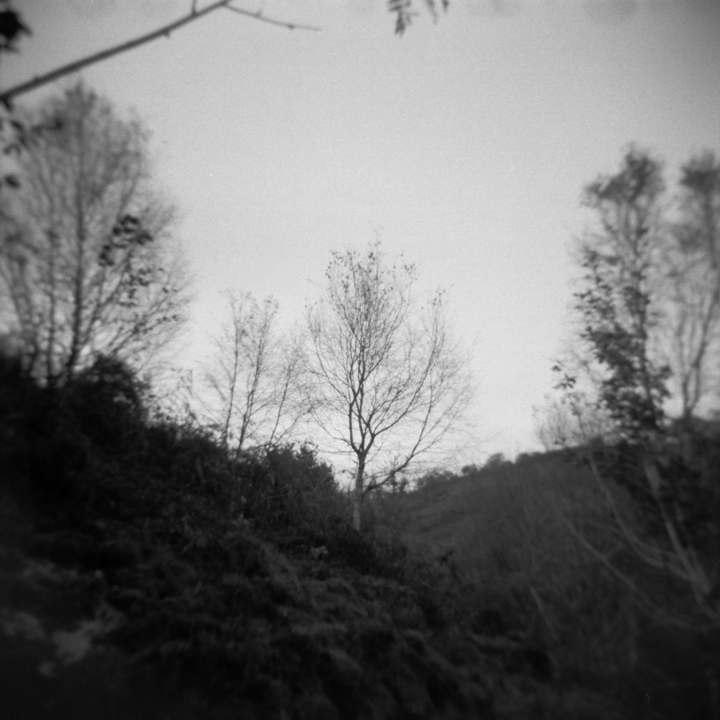 birch.jpg