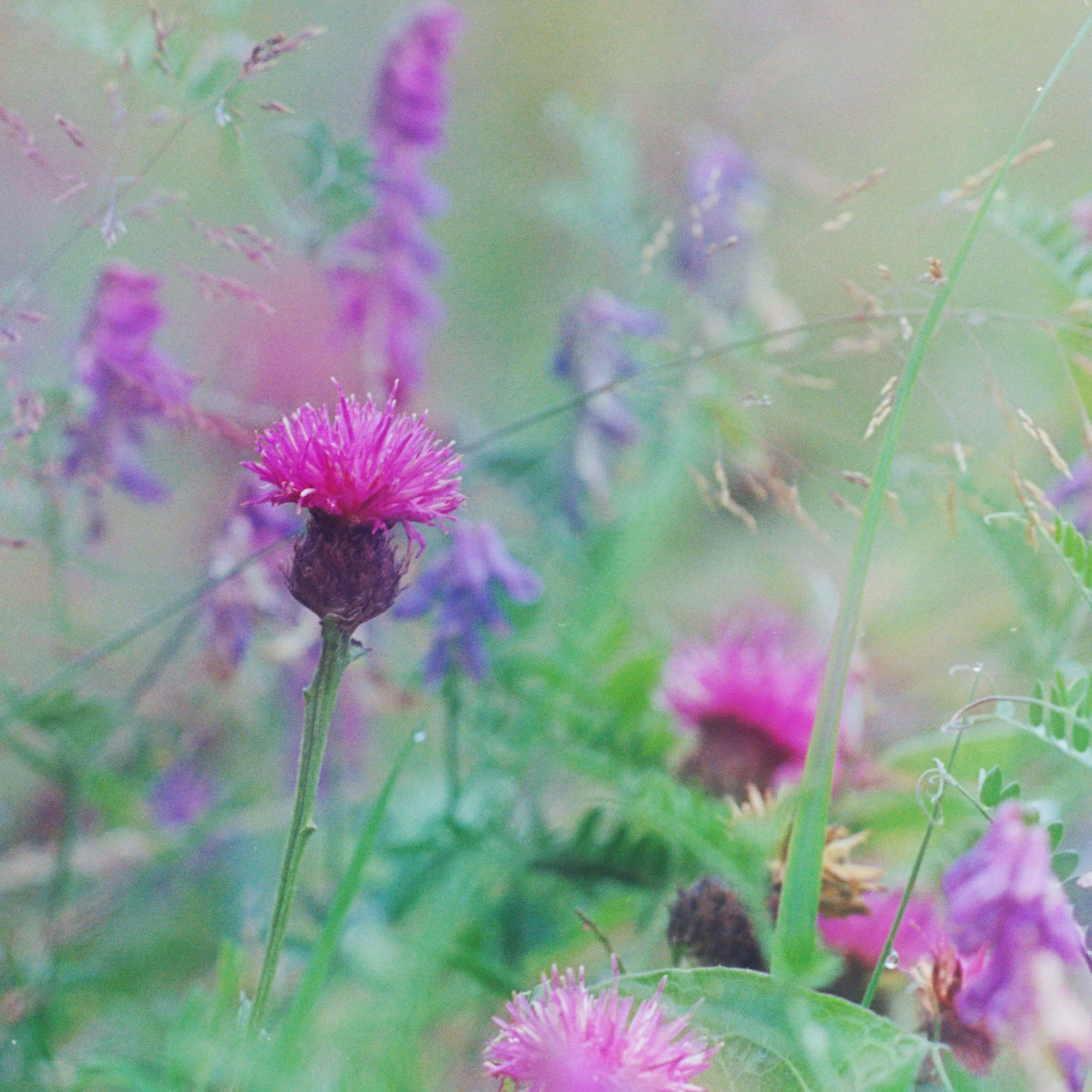 Close-up of pink and purple wildflowers with a soft green and purple background.