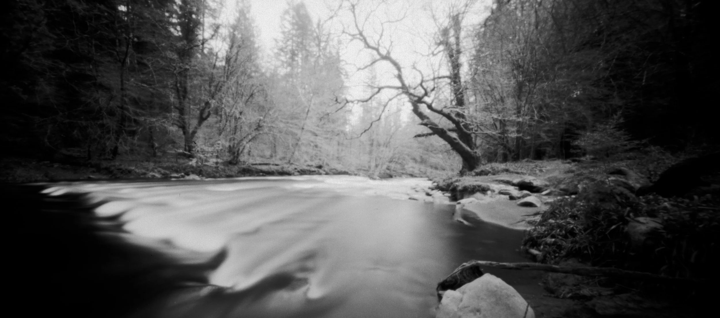 CoedYBrenin_HolgaWPC.jpg