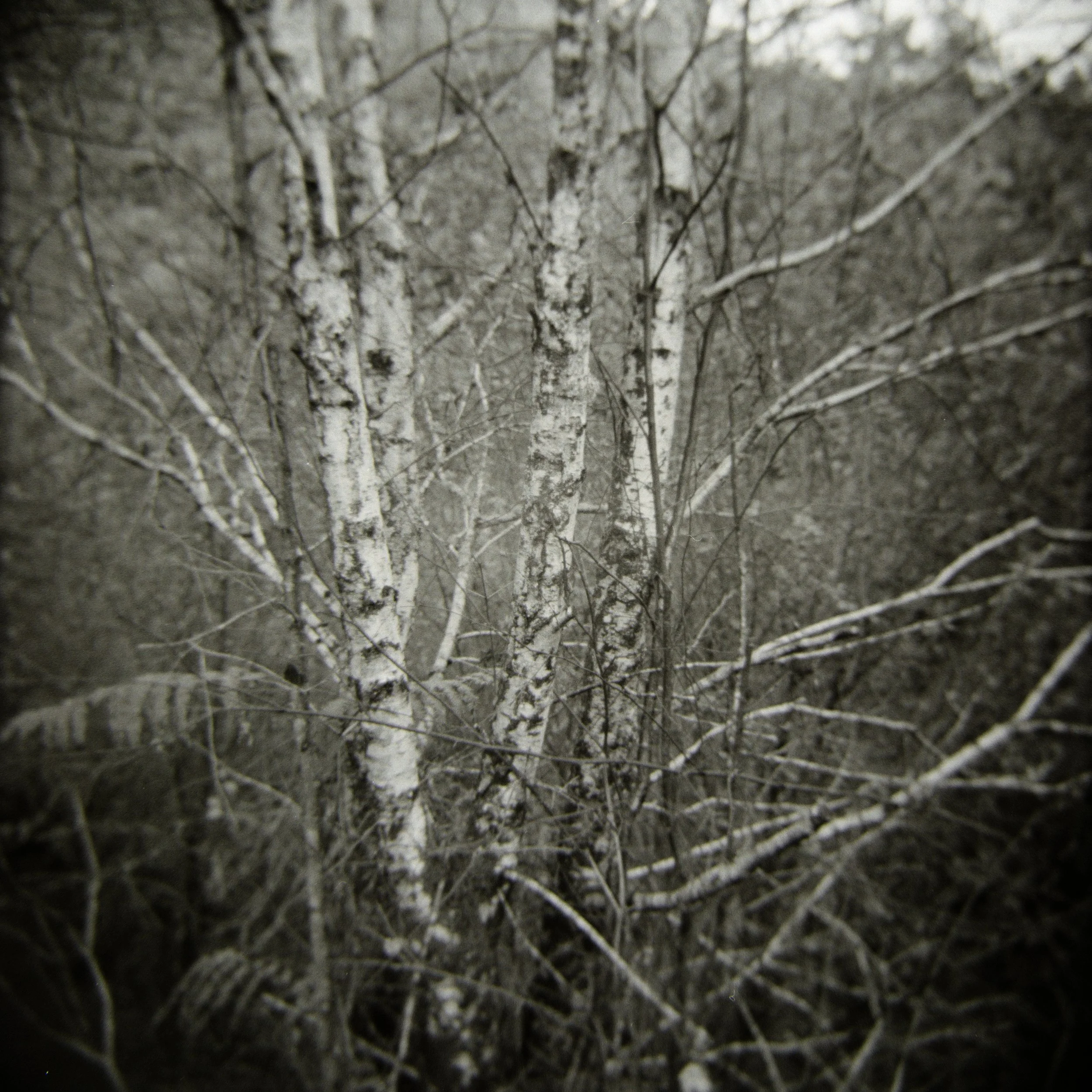 birch_saplings.jpg