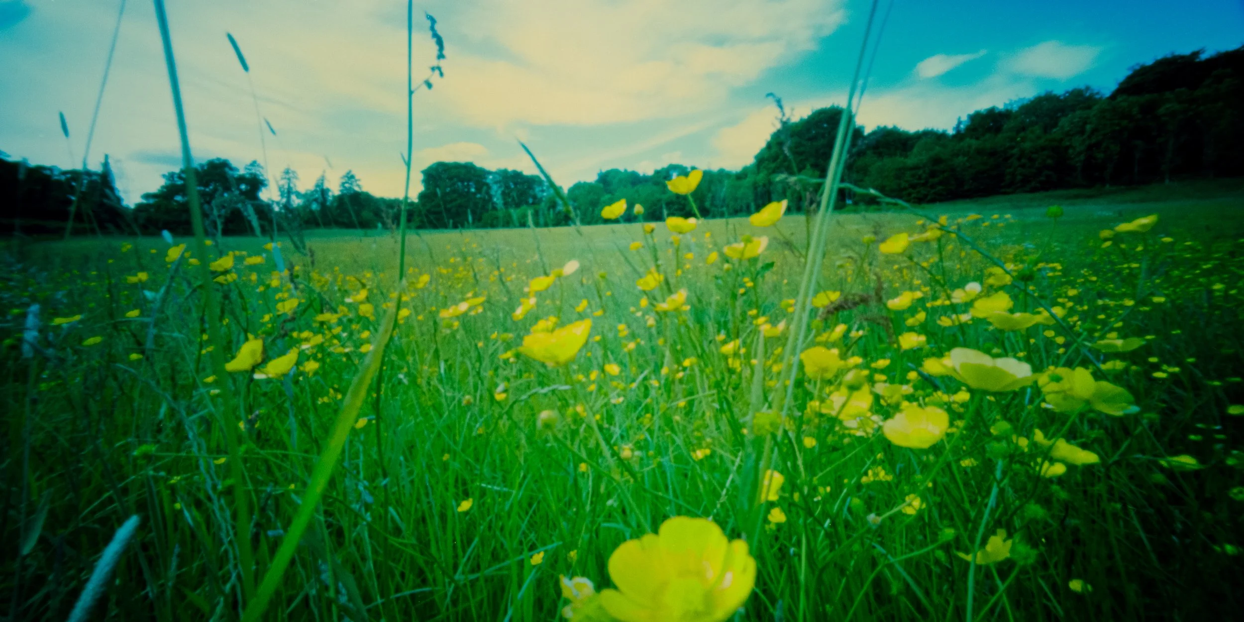 Meadow_2b.jpg